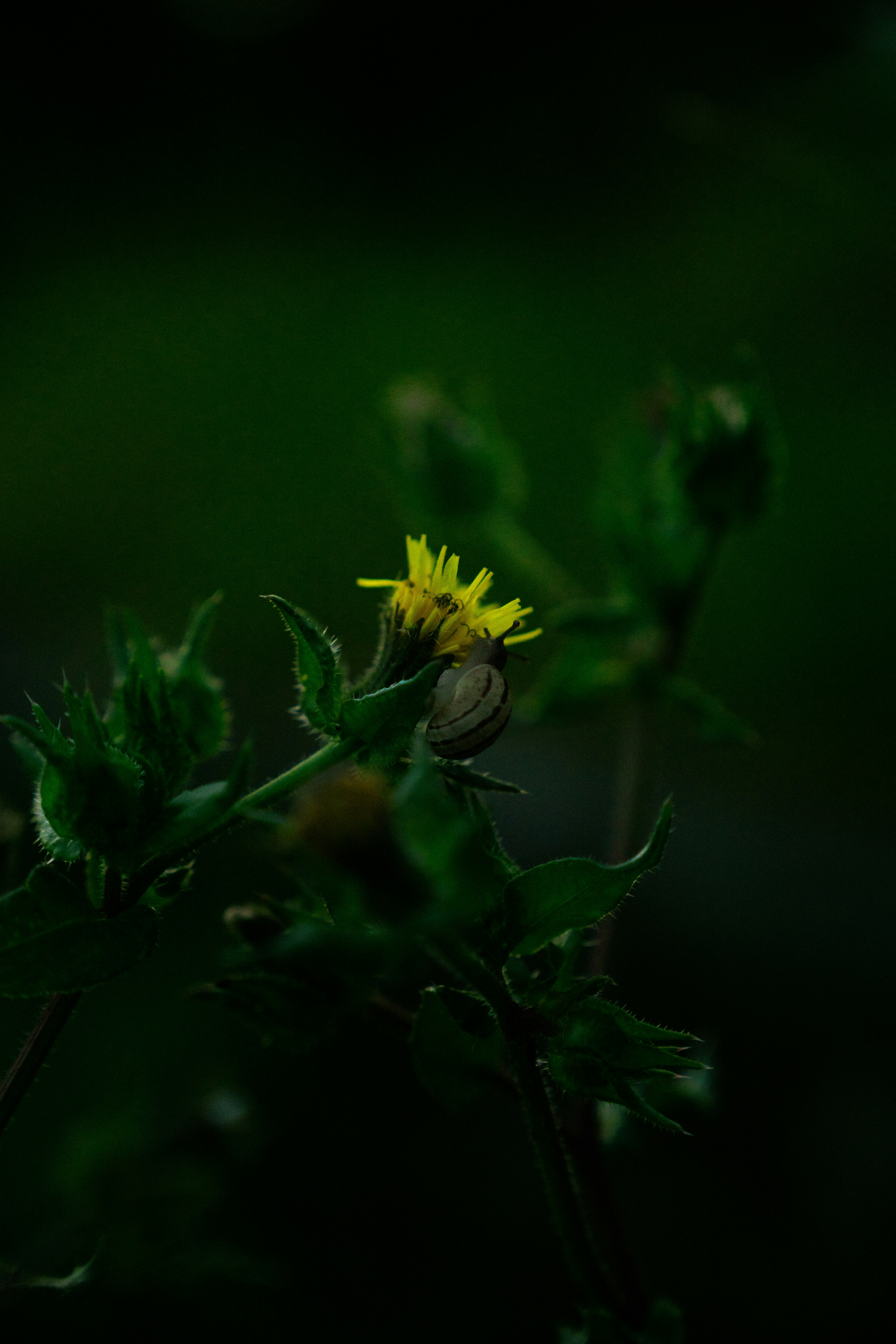 Photo by melatonical