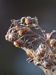 A small bird sitting on top of a dry plant