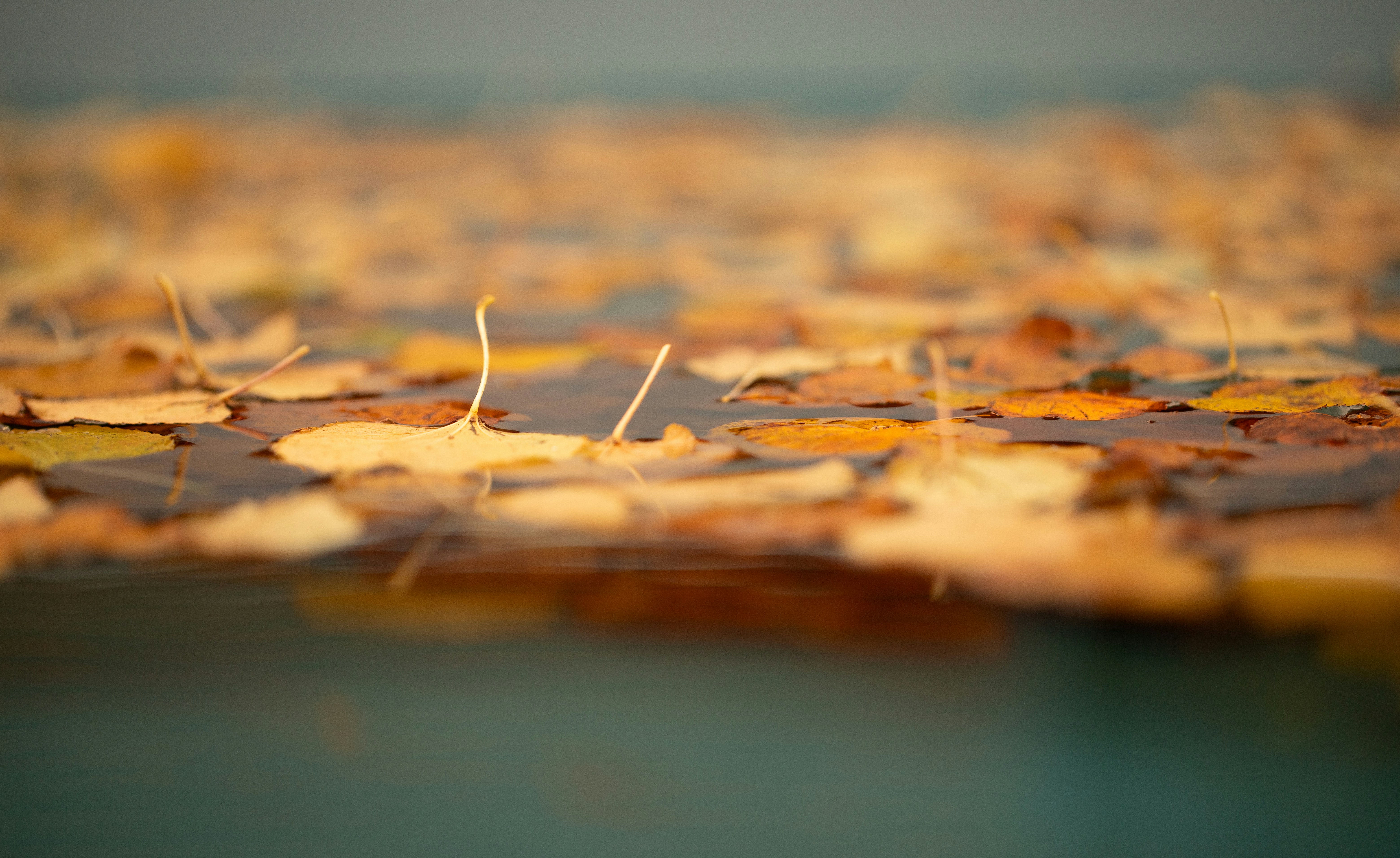 A bunch of leaves that are laying on the ground photo – Free Herbst ...