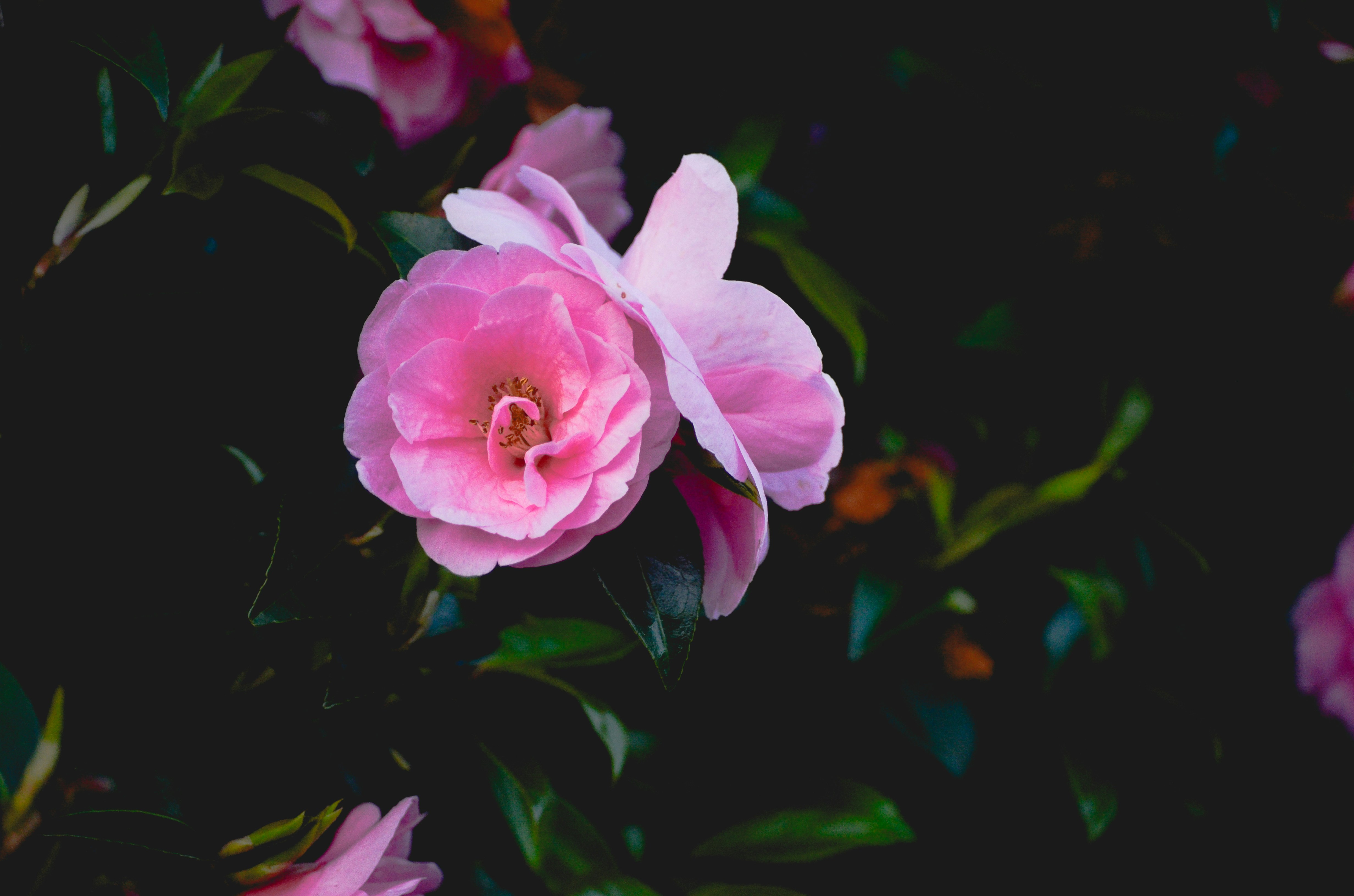 Photo by manuelajohnston