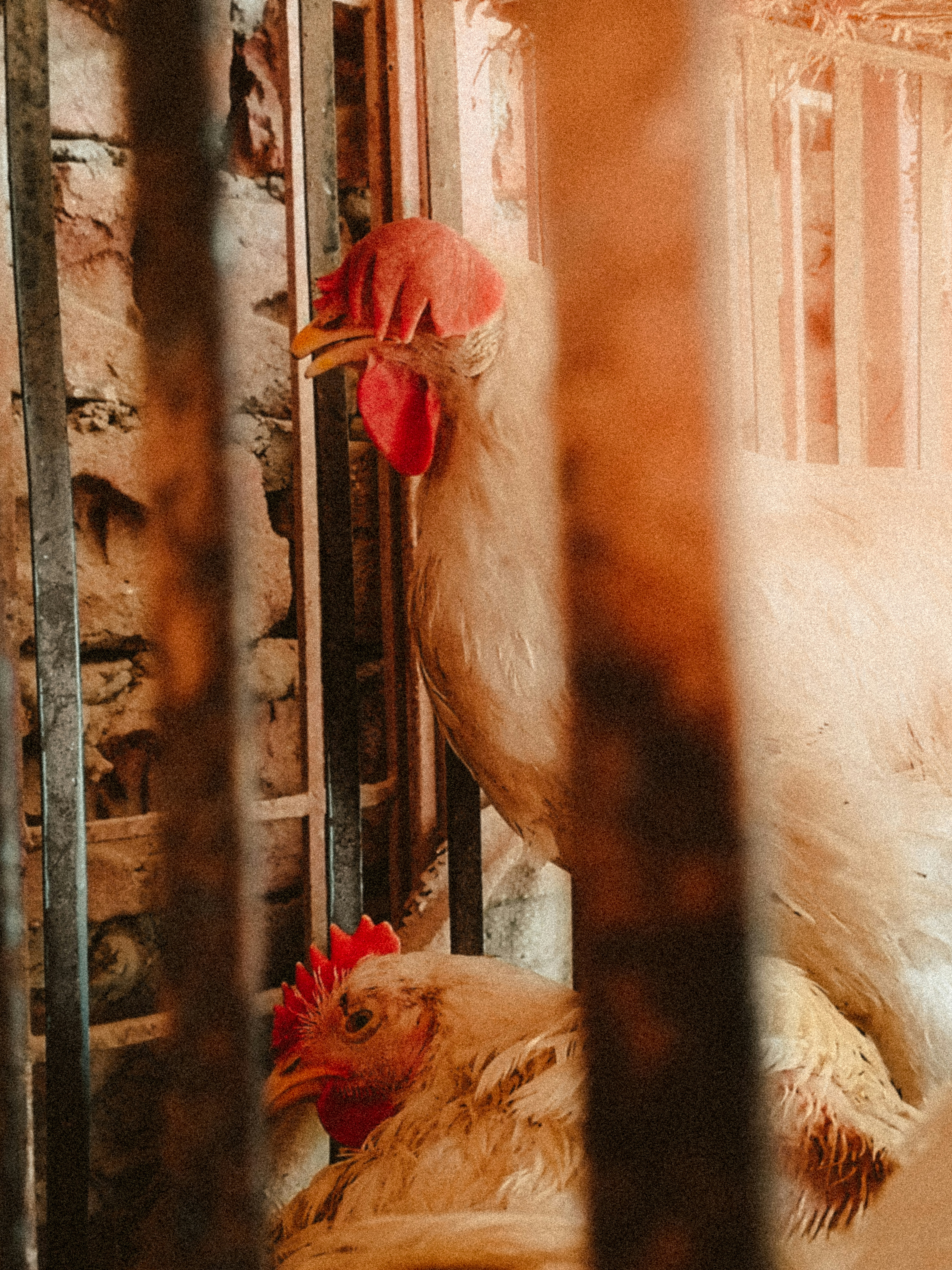 Eine Gruppe von Hühnern, die in einem Käfig stehen