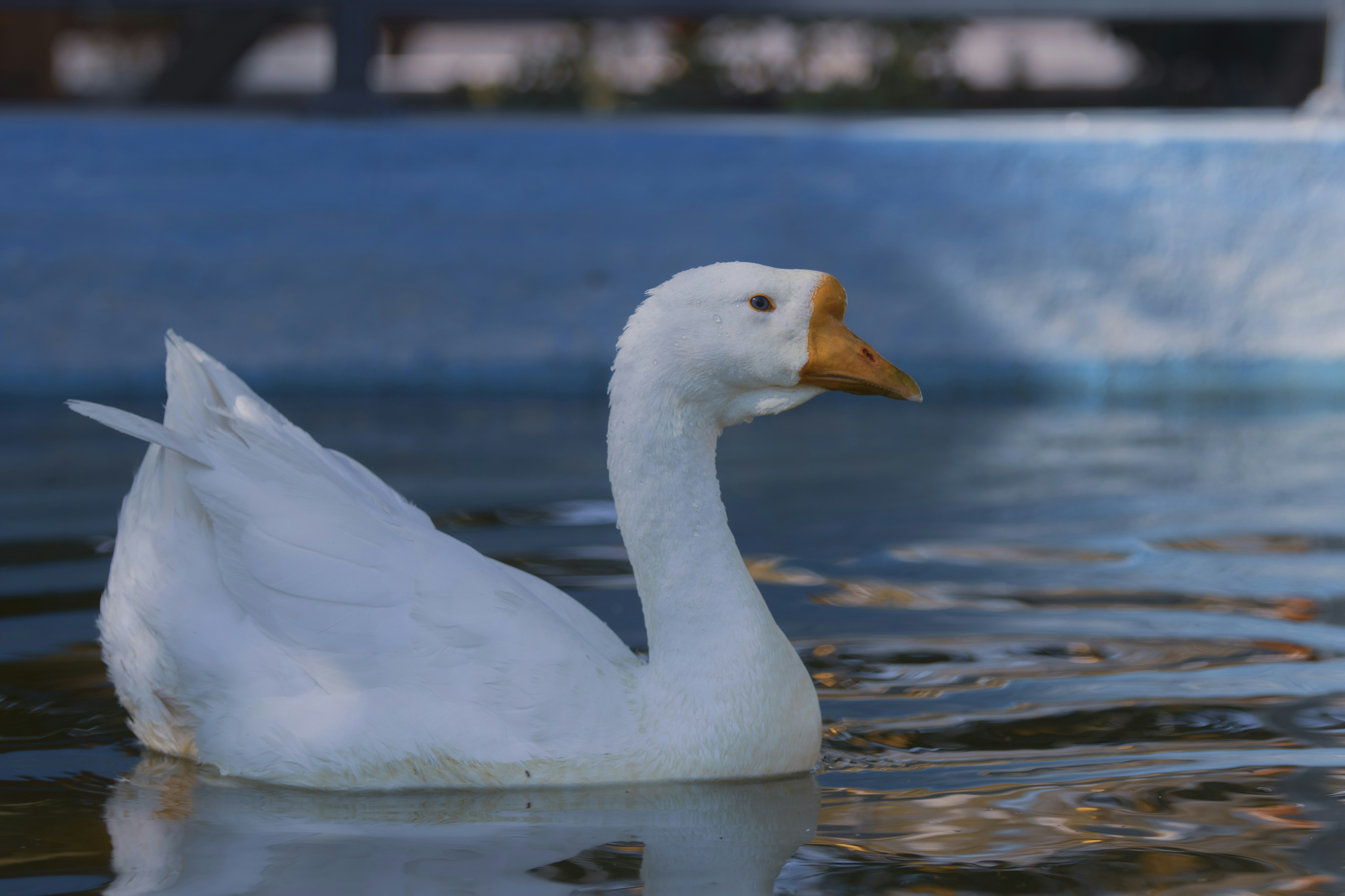 Photo by mostafa_meraji