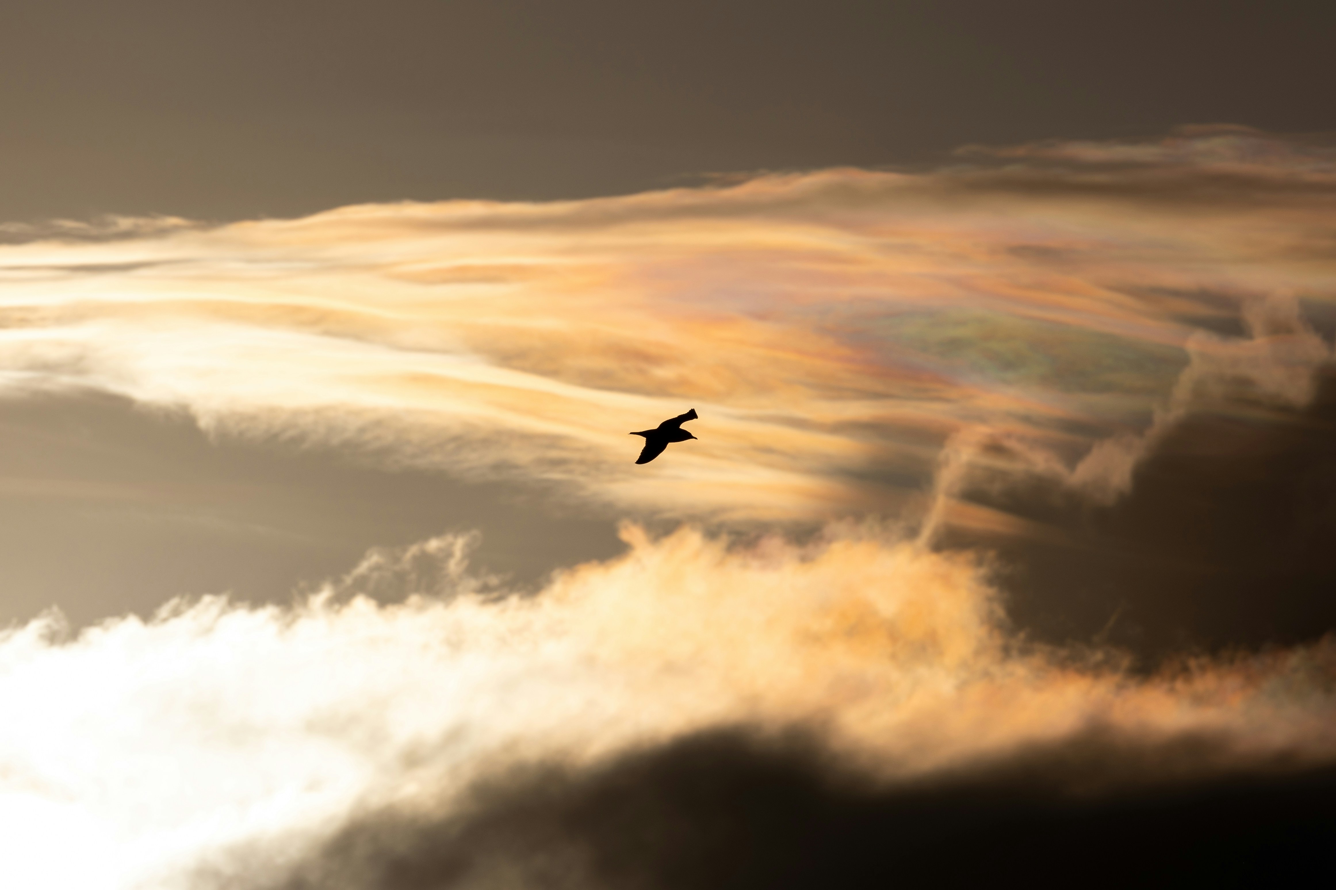 A bird flying through a cloudy sky at sunset