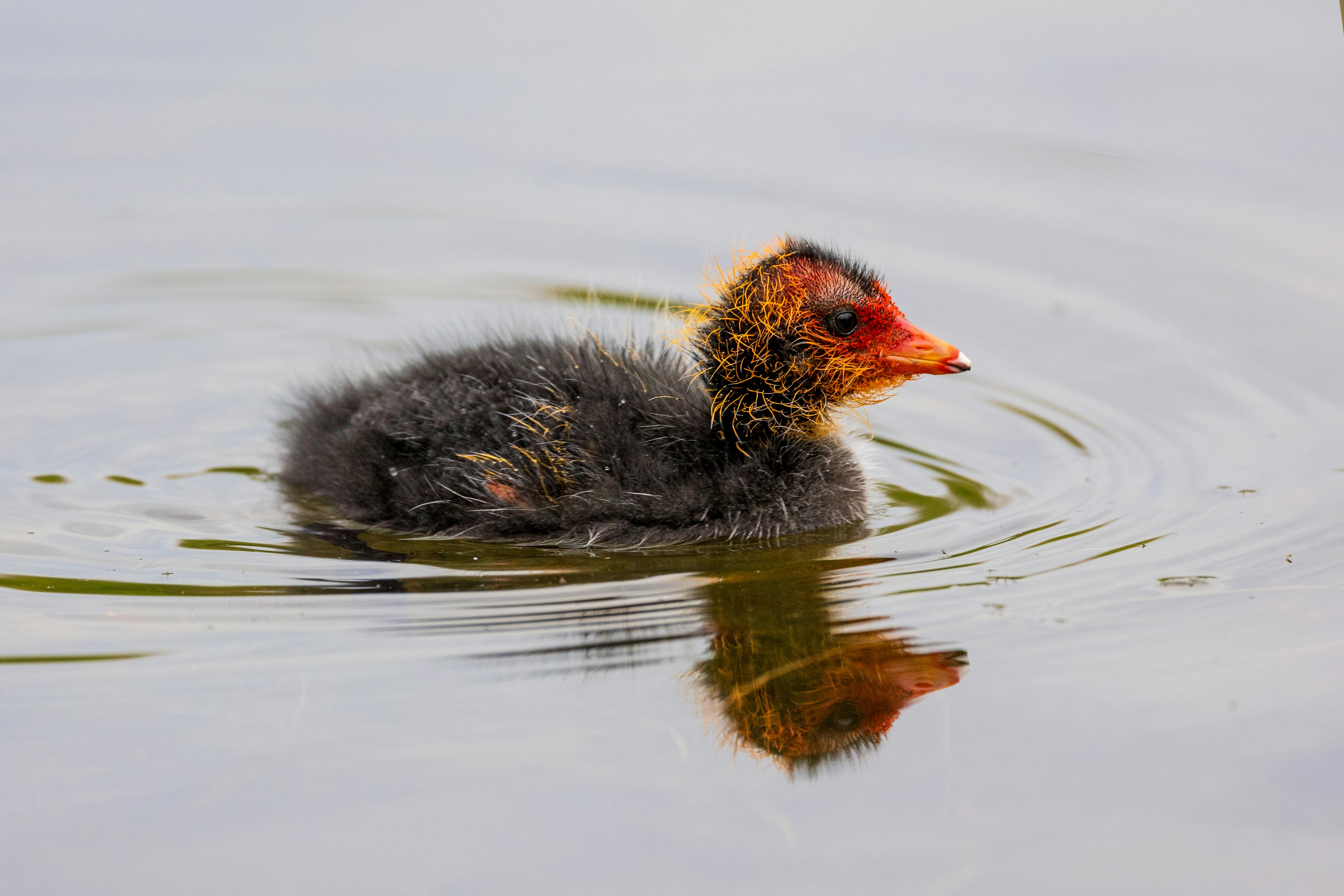 Photo by octopus_photo