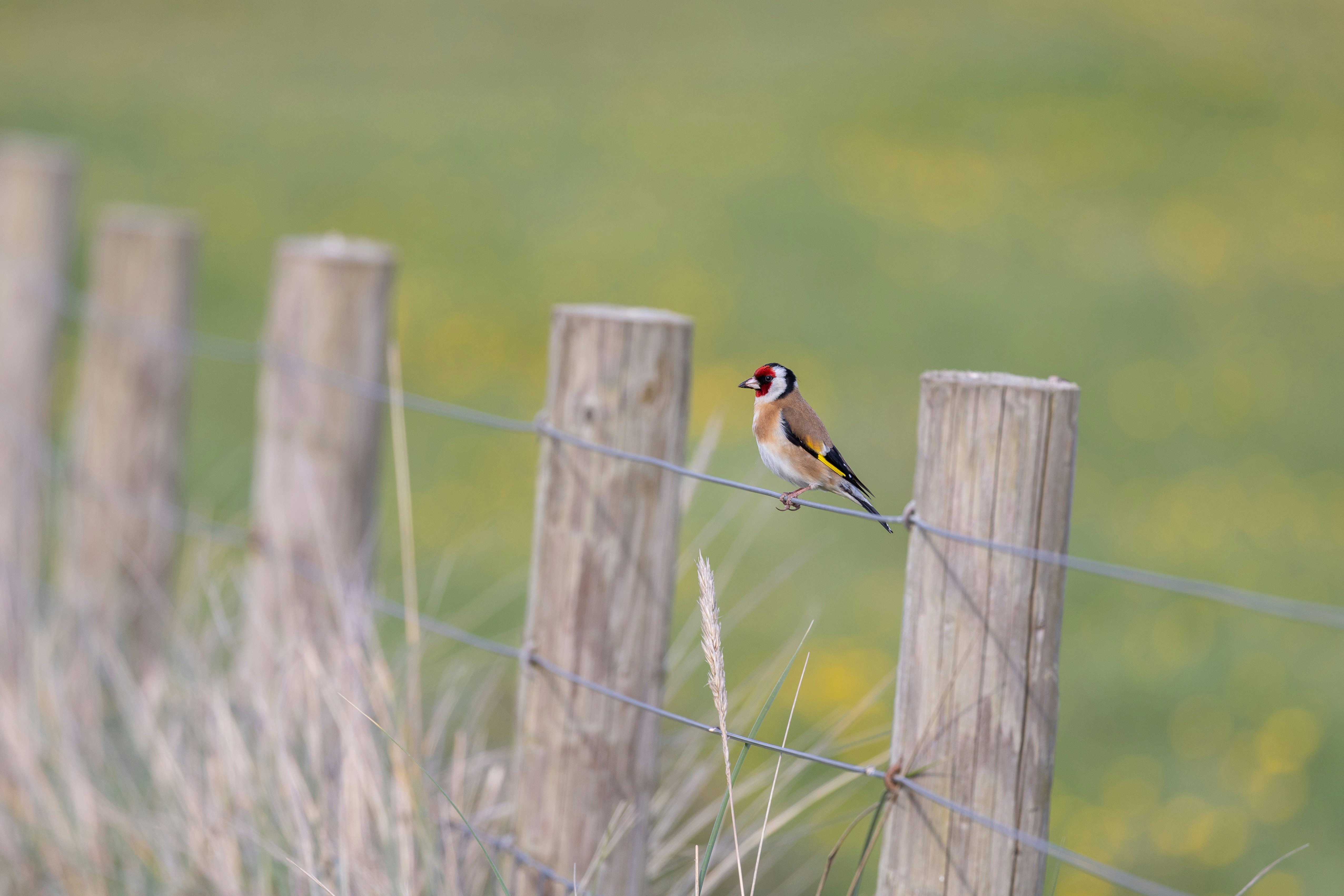 A small bird perched on top of a wooden fence