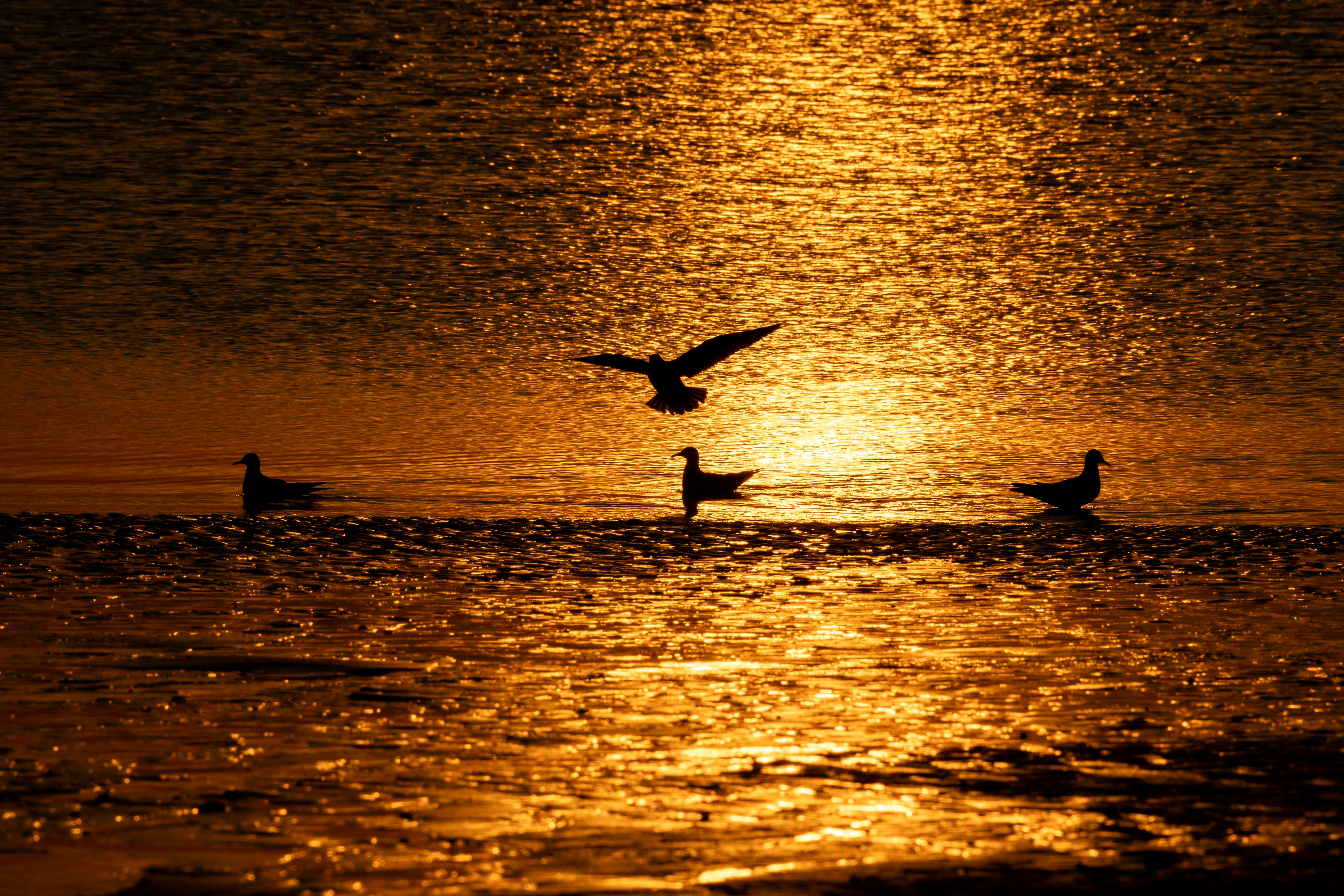 Photo by octopus_photo