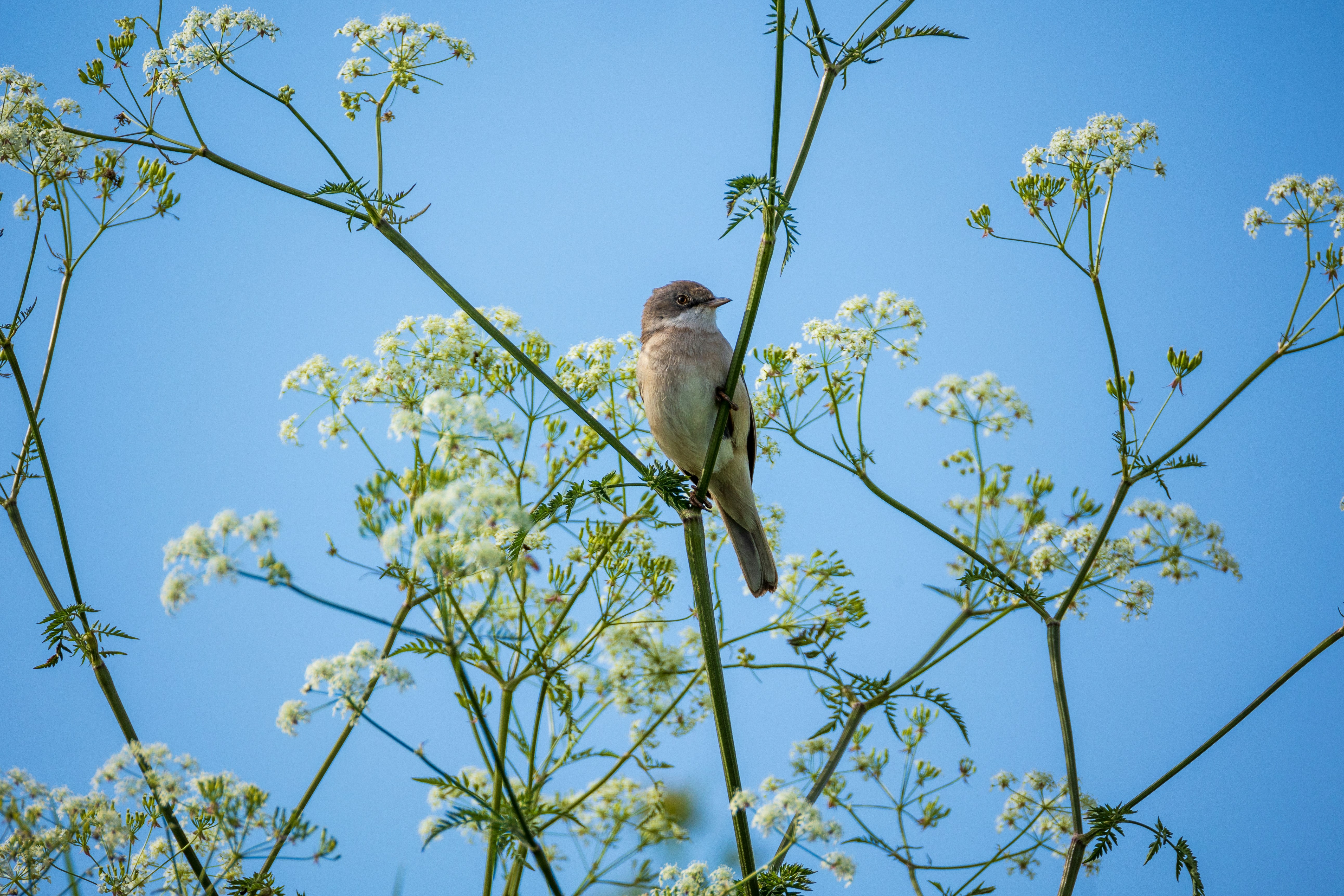 A bird sitting on top of a tree branch
