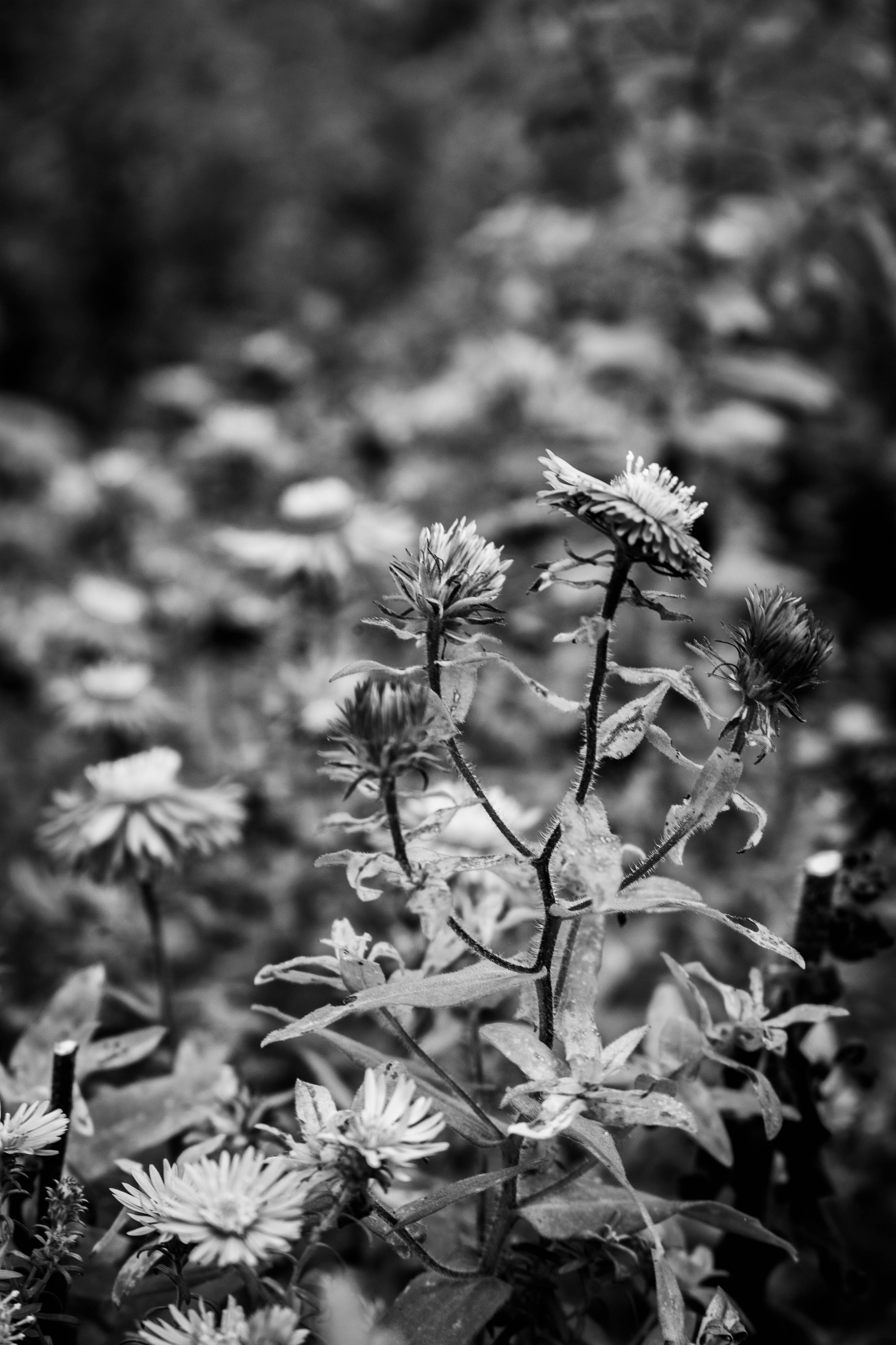 Photo by kamillaisalieva