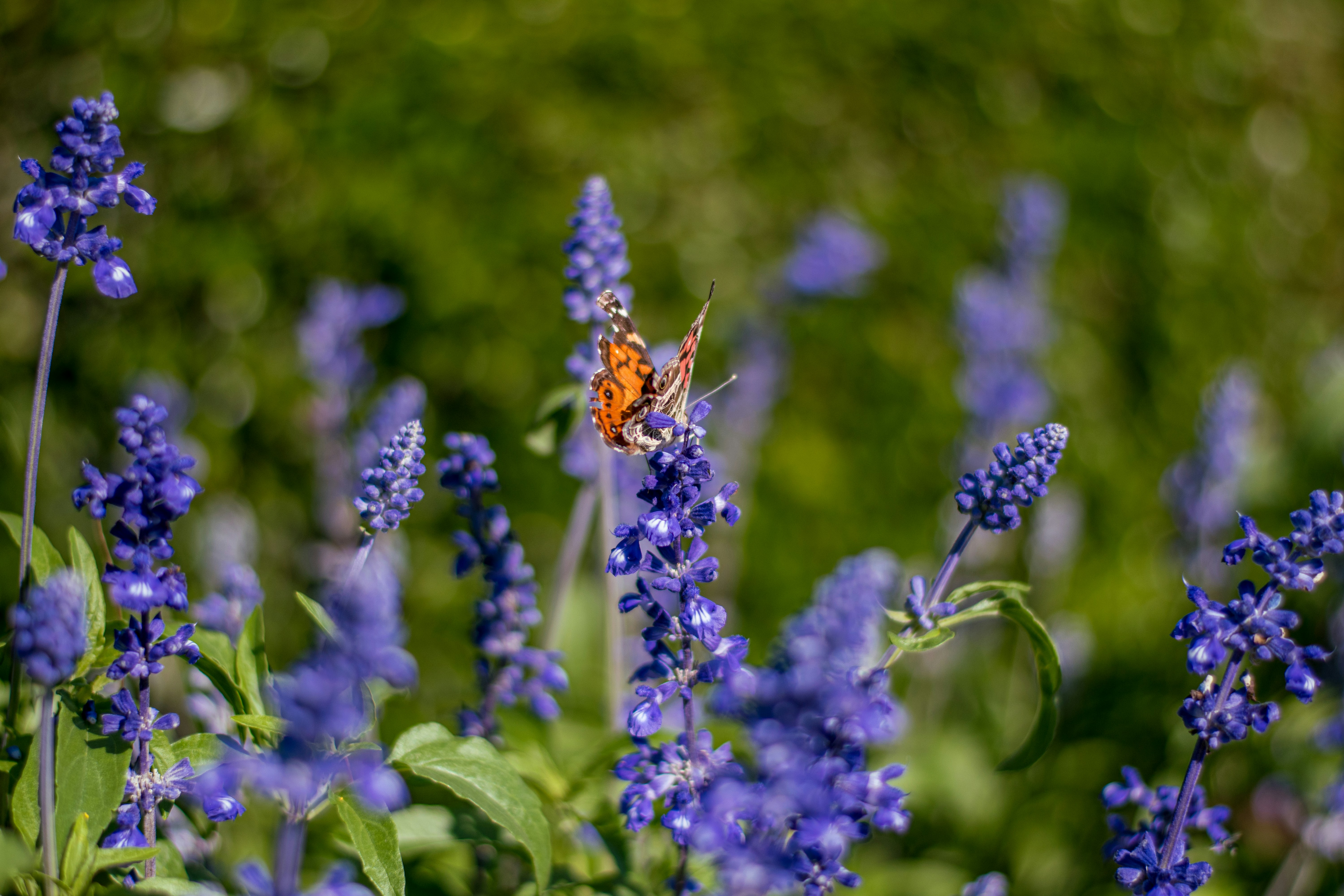 Photo by sankalpmudaliar