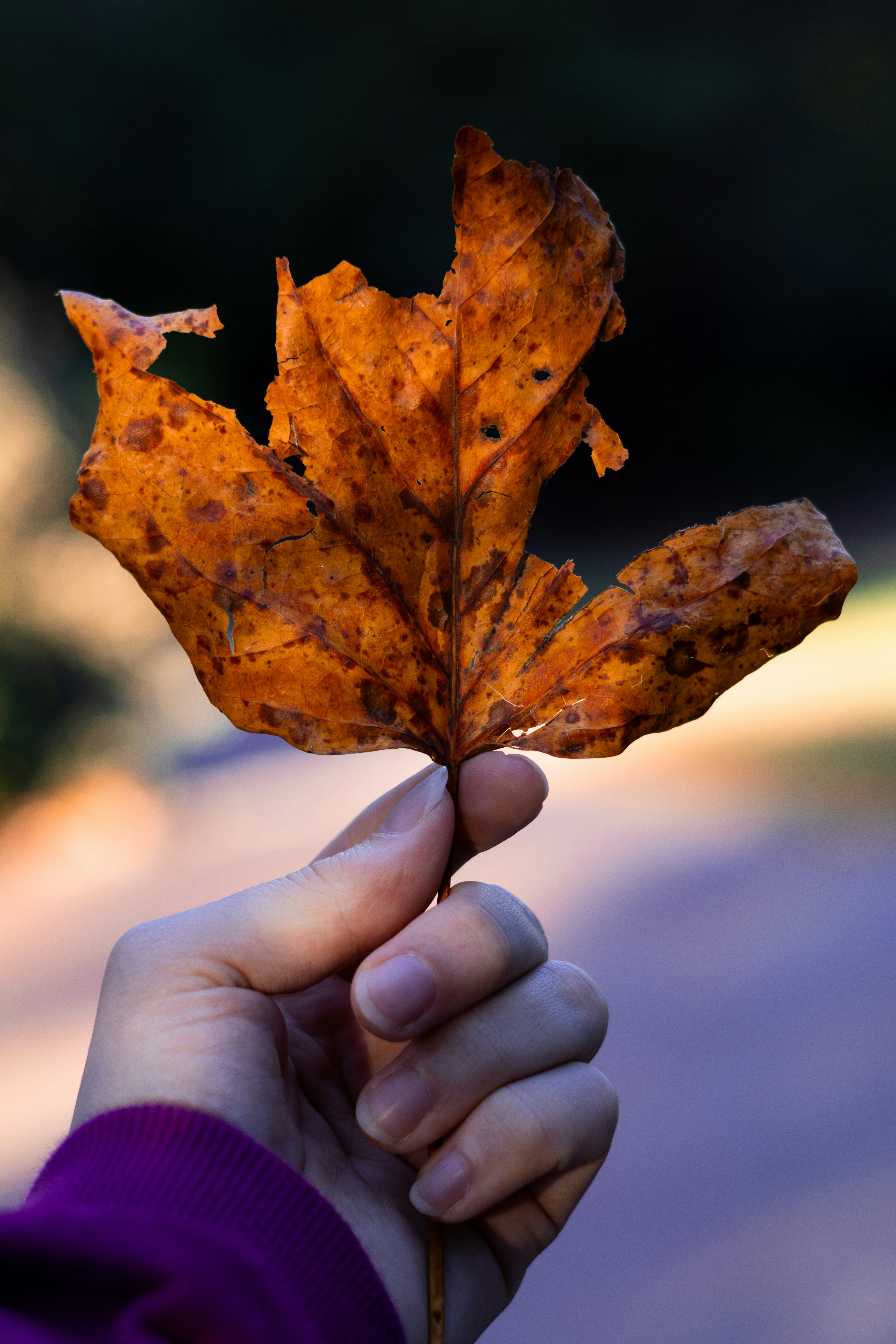 Photo by seraphimchaz