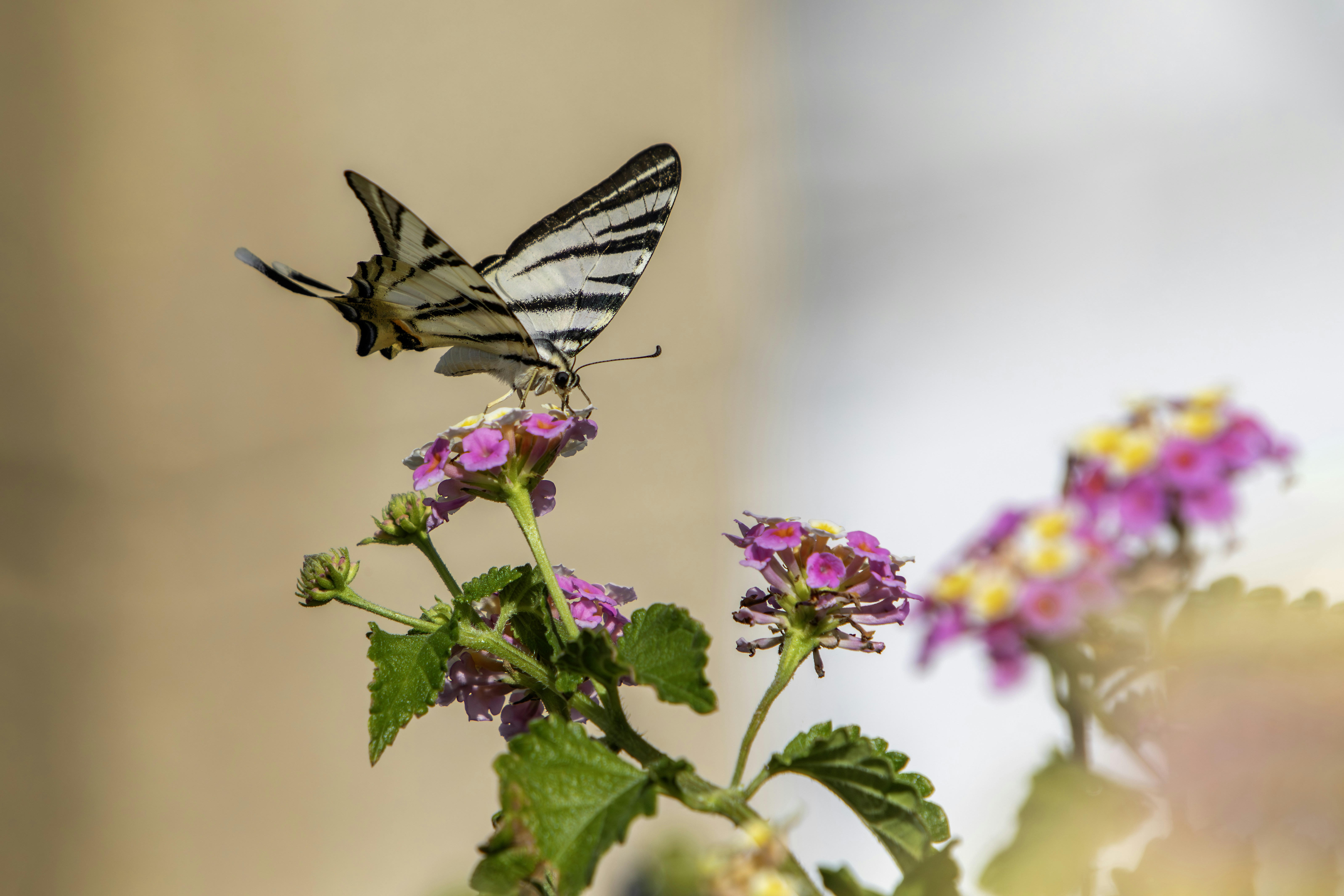 Photo by erik_karits