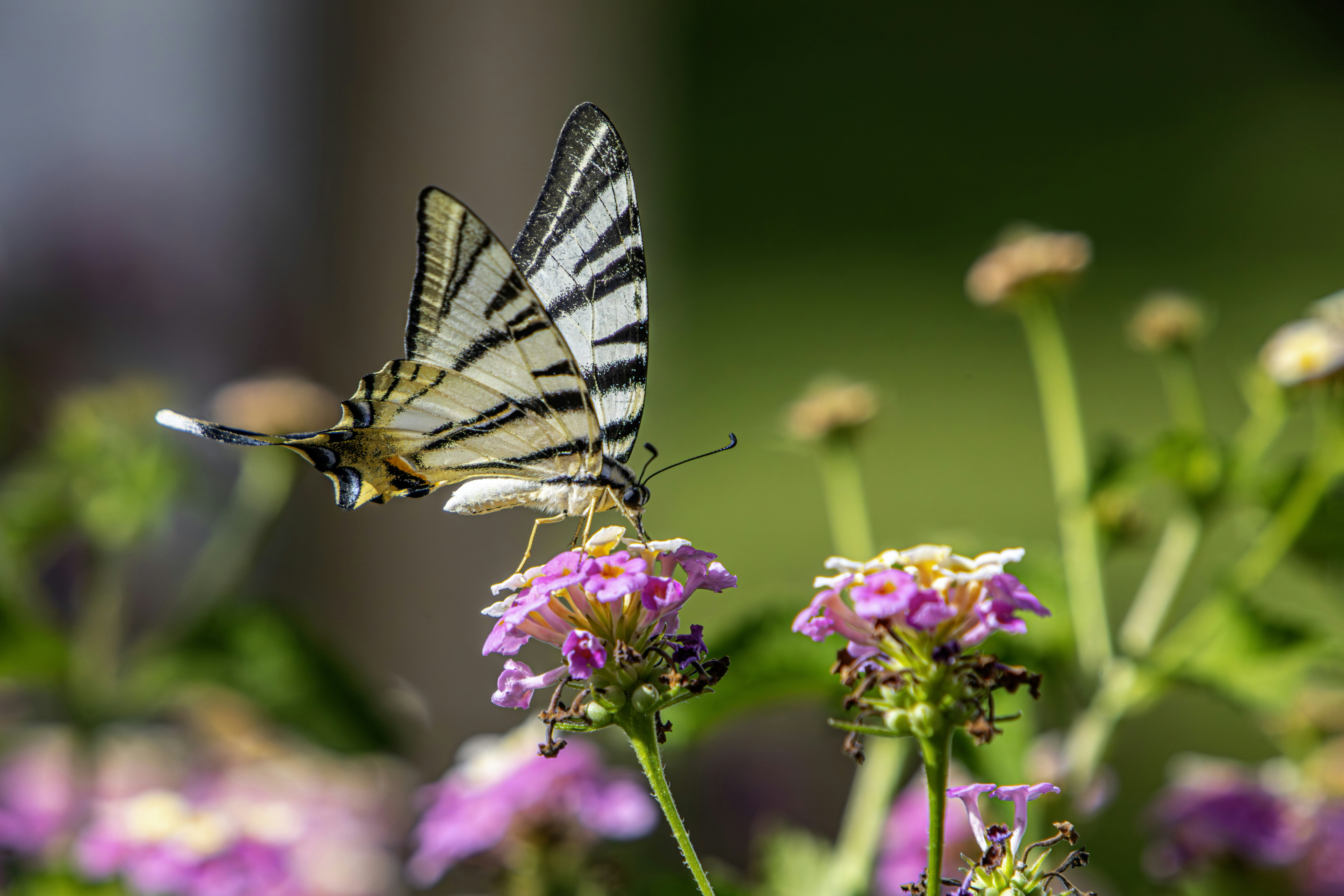 Photo by erik_karits