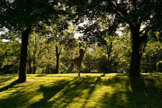A giraffe standing in the middle of a lush green field