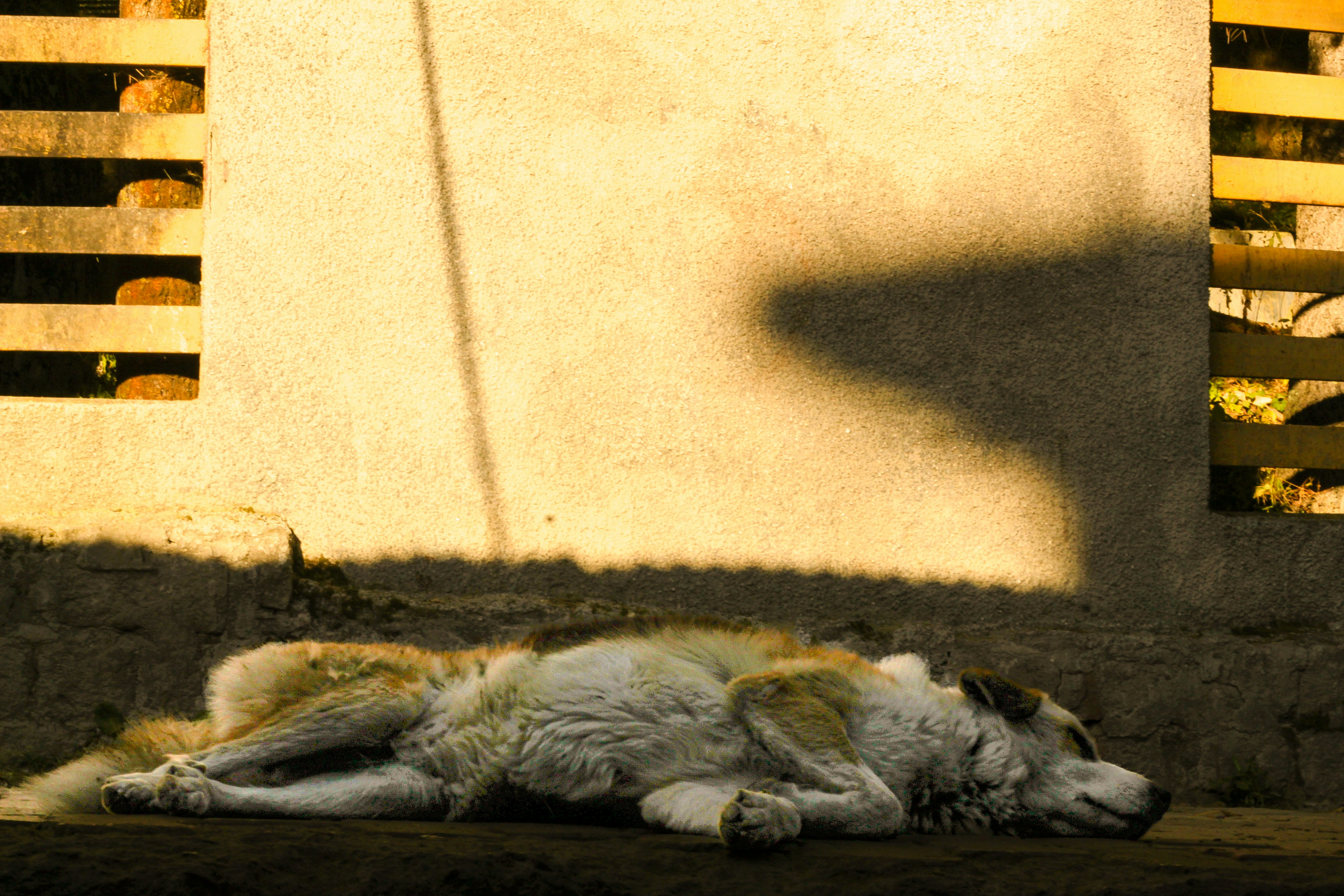 Dog asleep in front of a sunlit wall