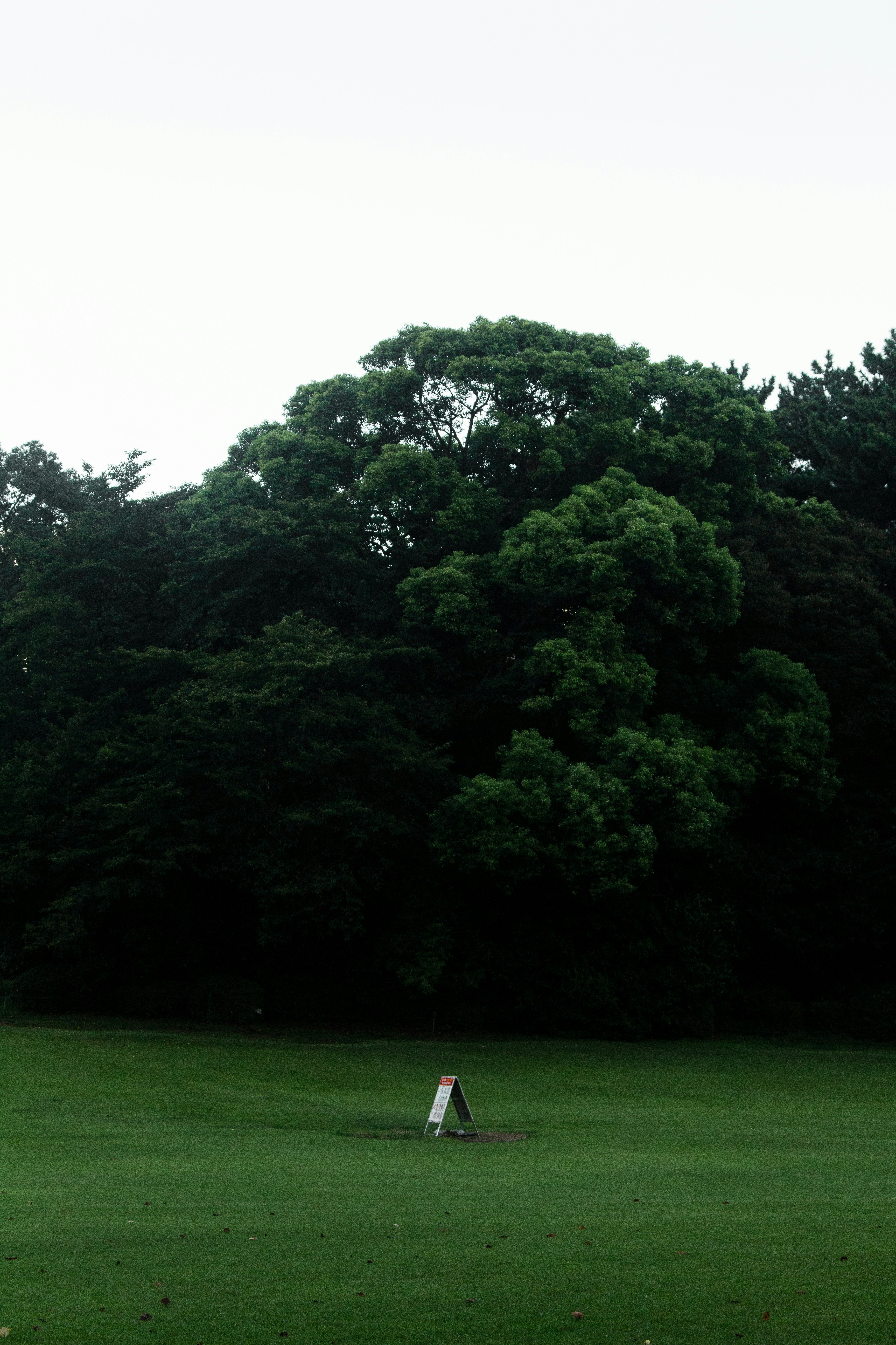 A person standing in the middle of a green field