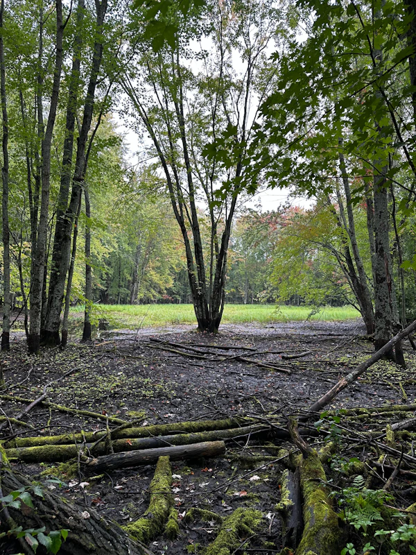 Birch trees over a forest floor scattered with fallen logs