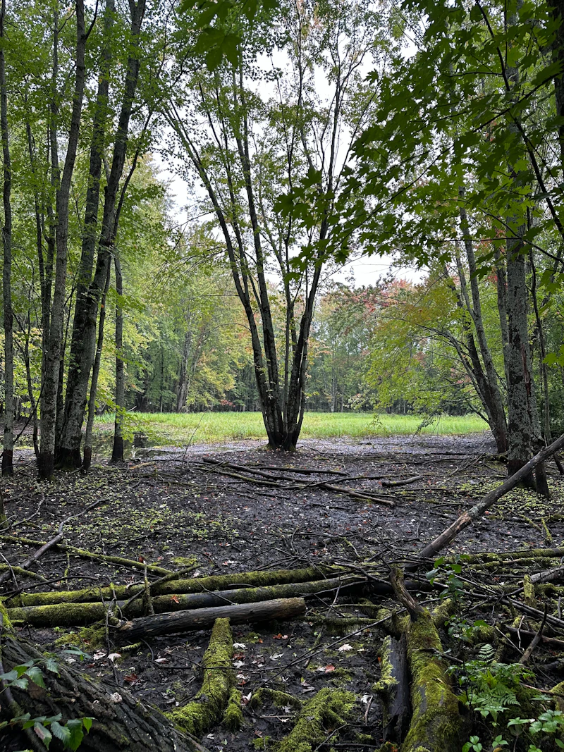 Birch trees over a forest floor scattered with fallen logs