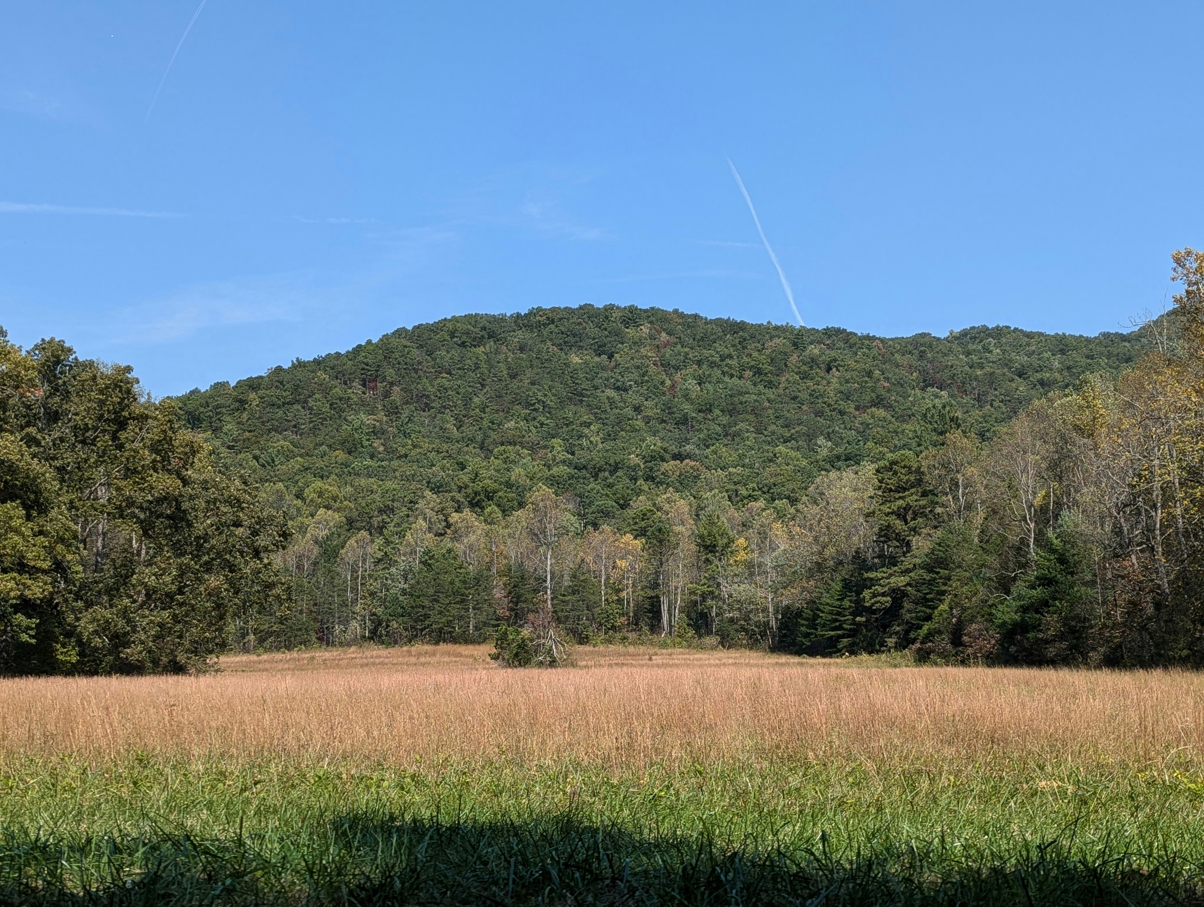 A field with trees and a hill in the background