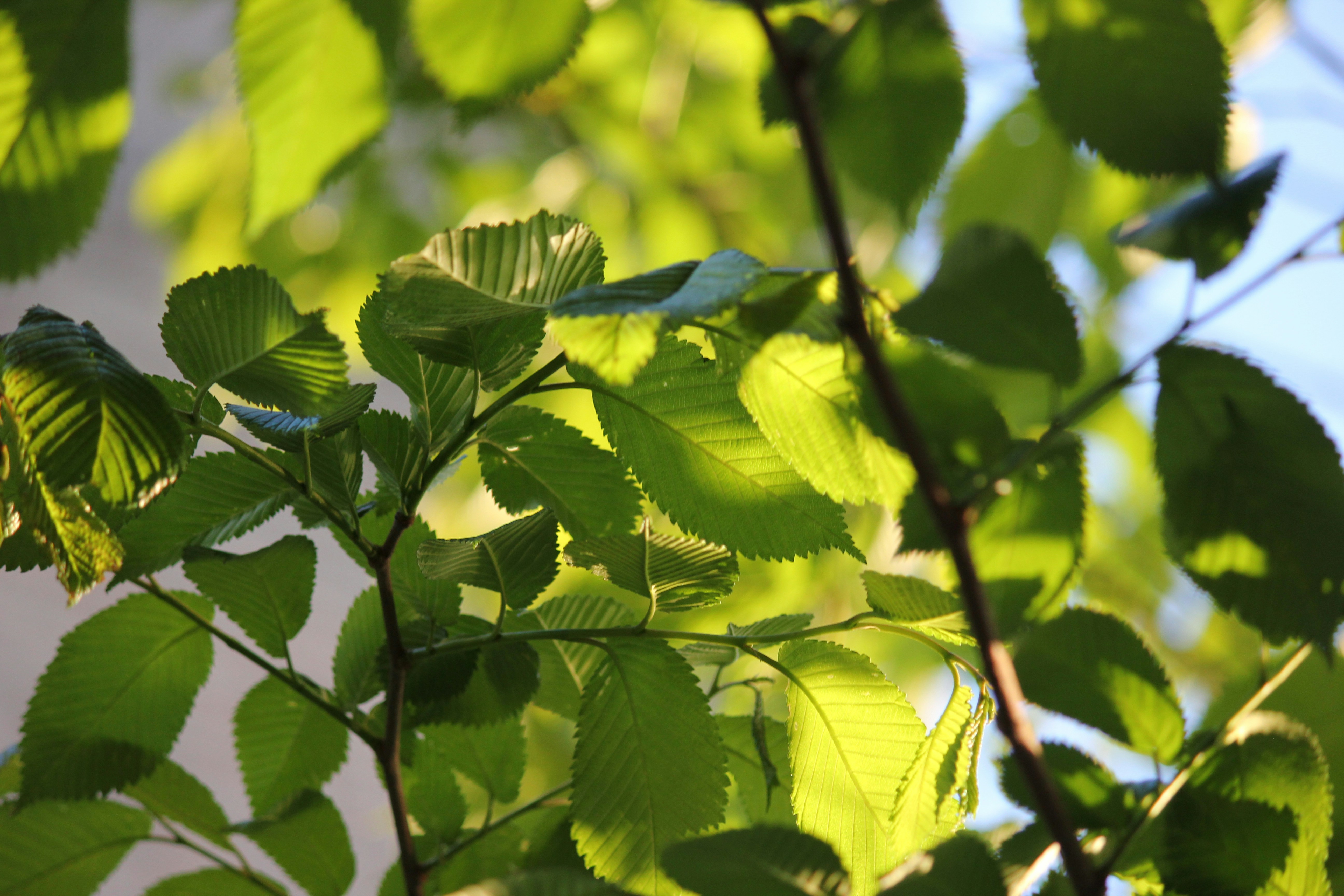 Photo by frolicsomefairy