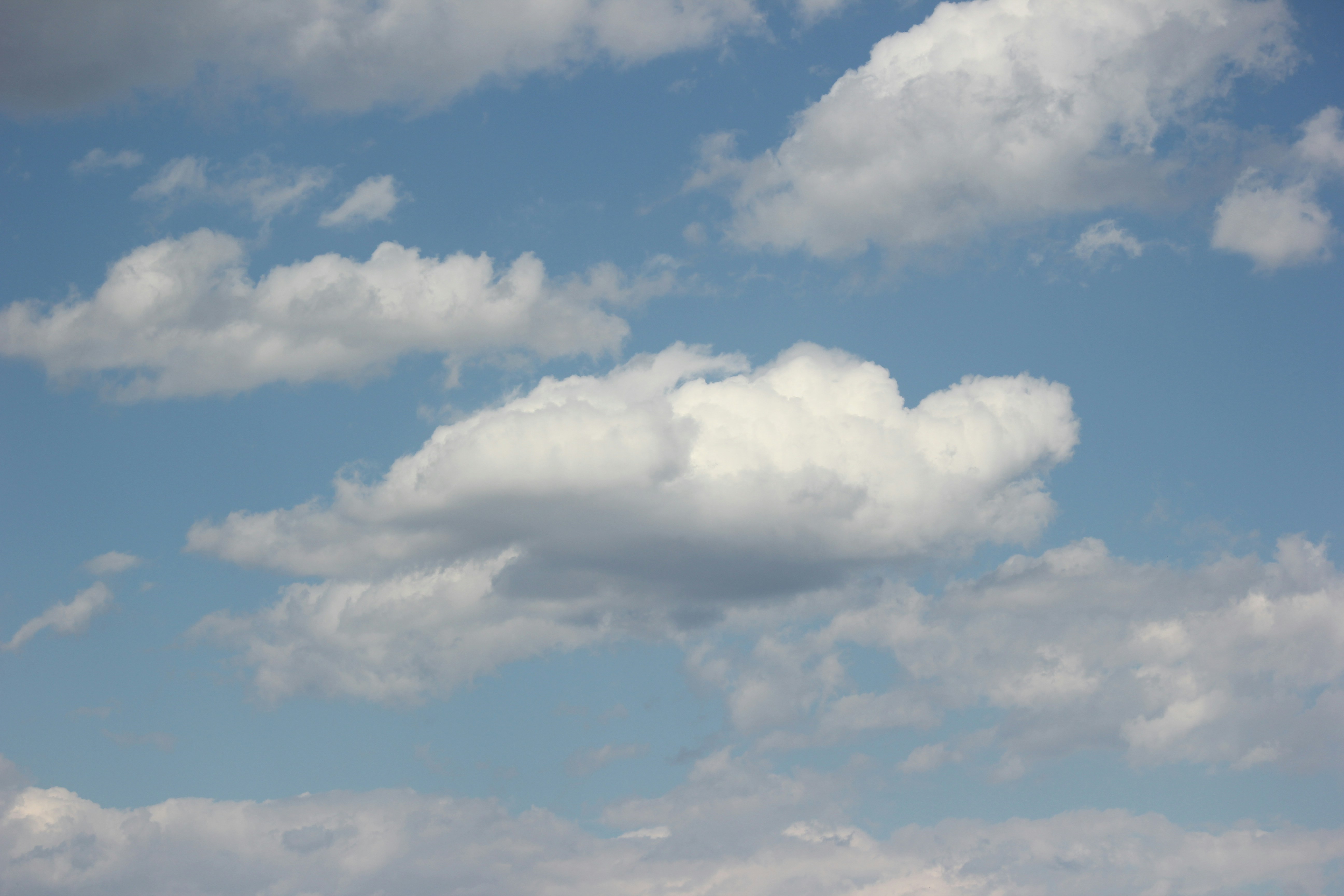 A herd of sheep standing on top of a lush green field photo Free