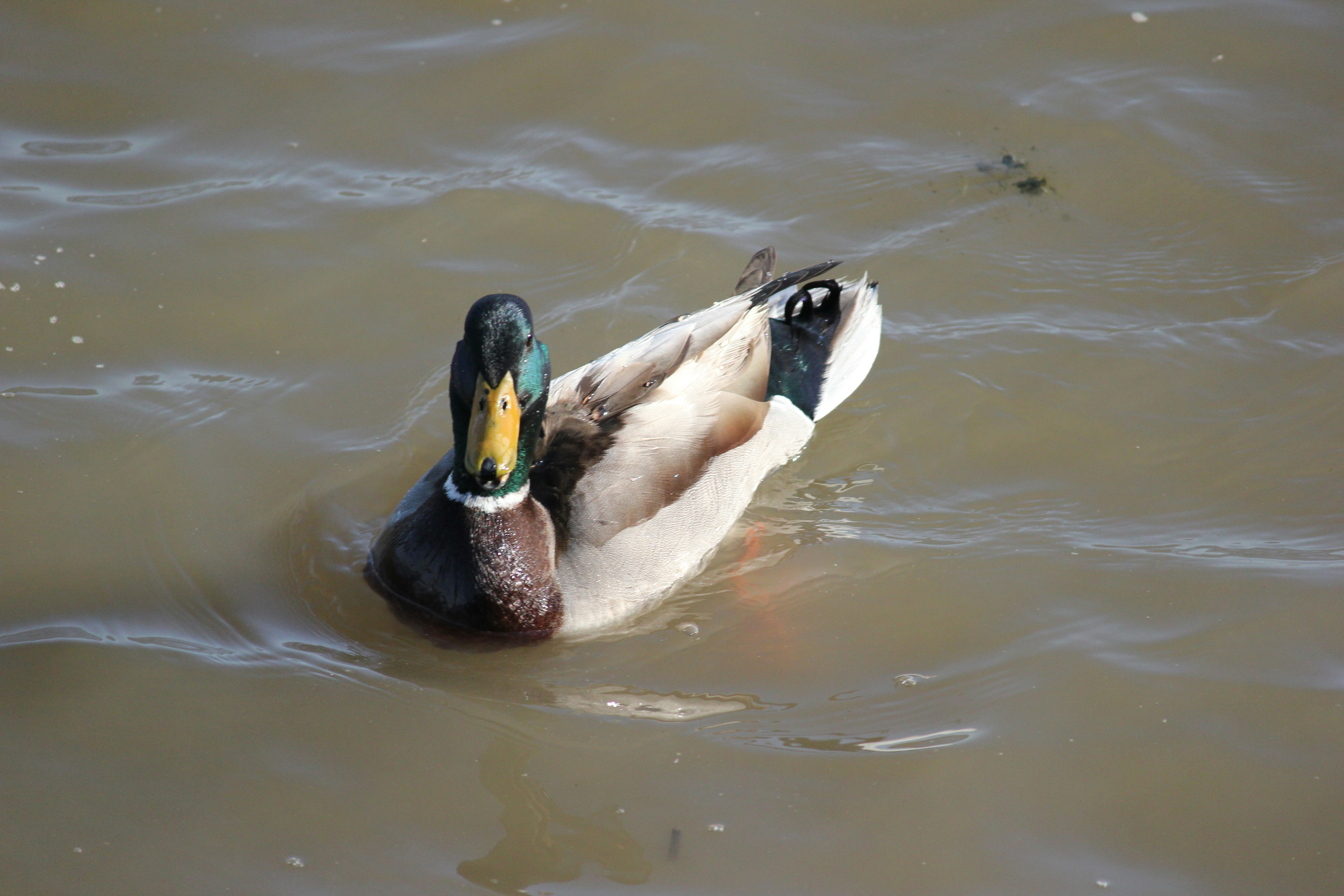 Photo by frolicsomefairy