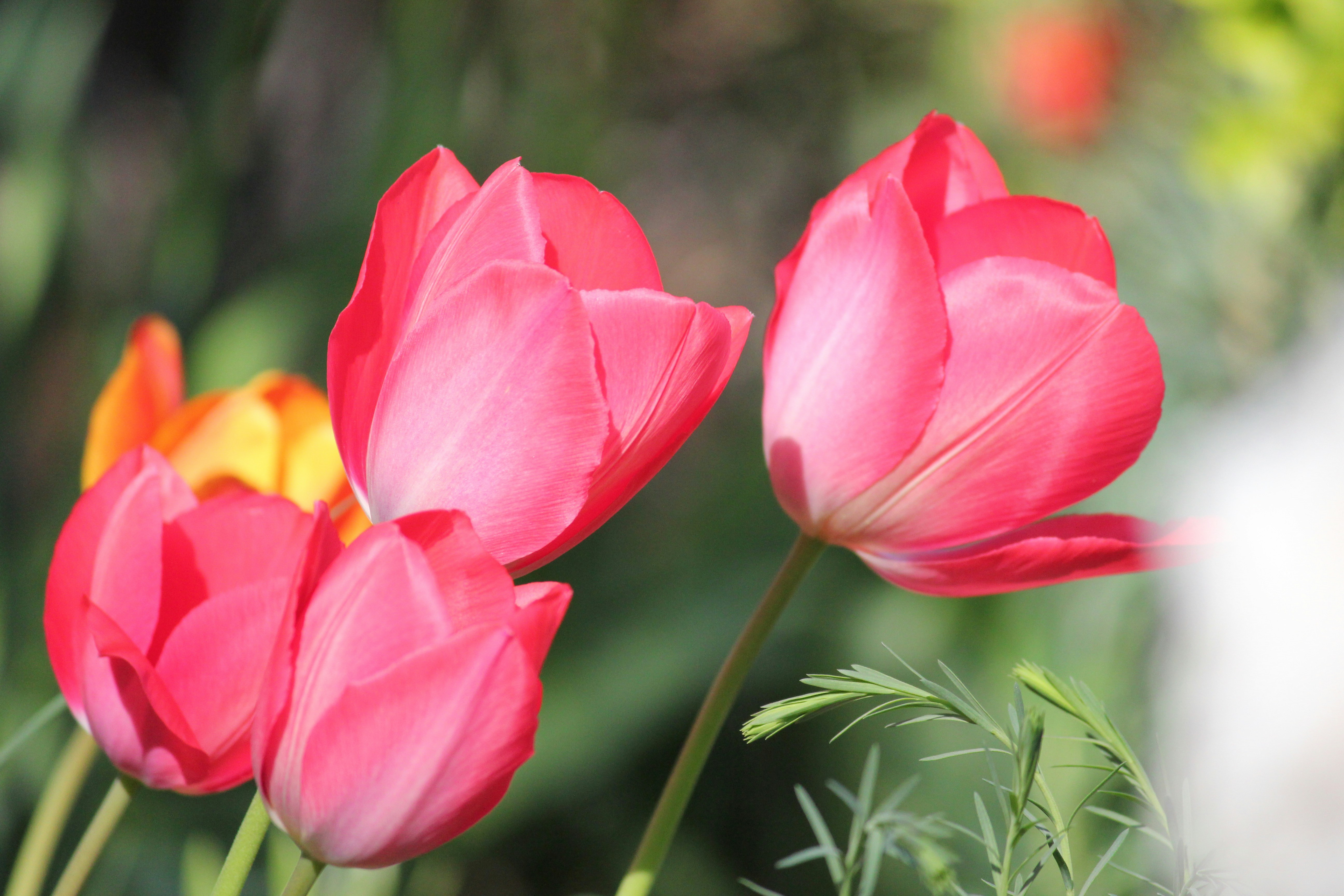 Photo by frolicsomefairy