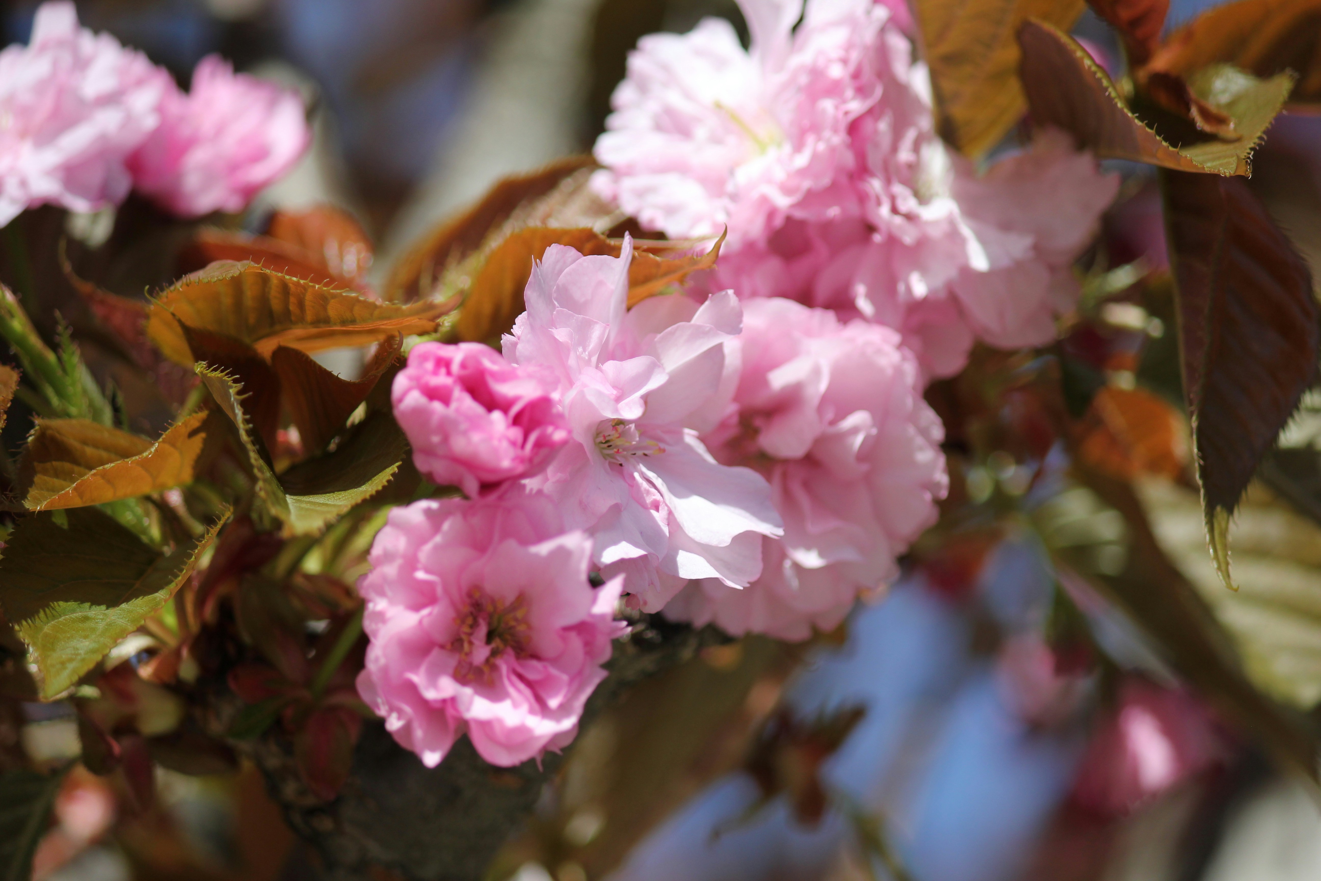 Photo by frolicsomefairy