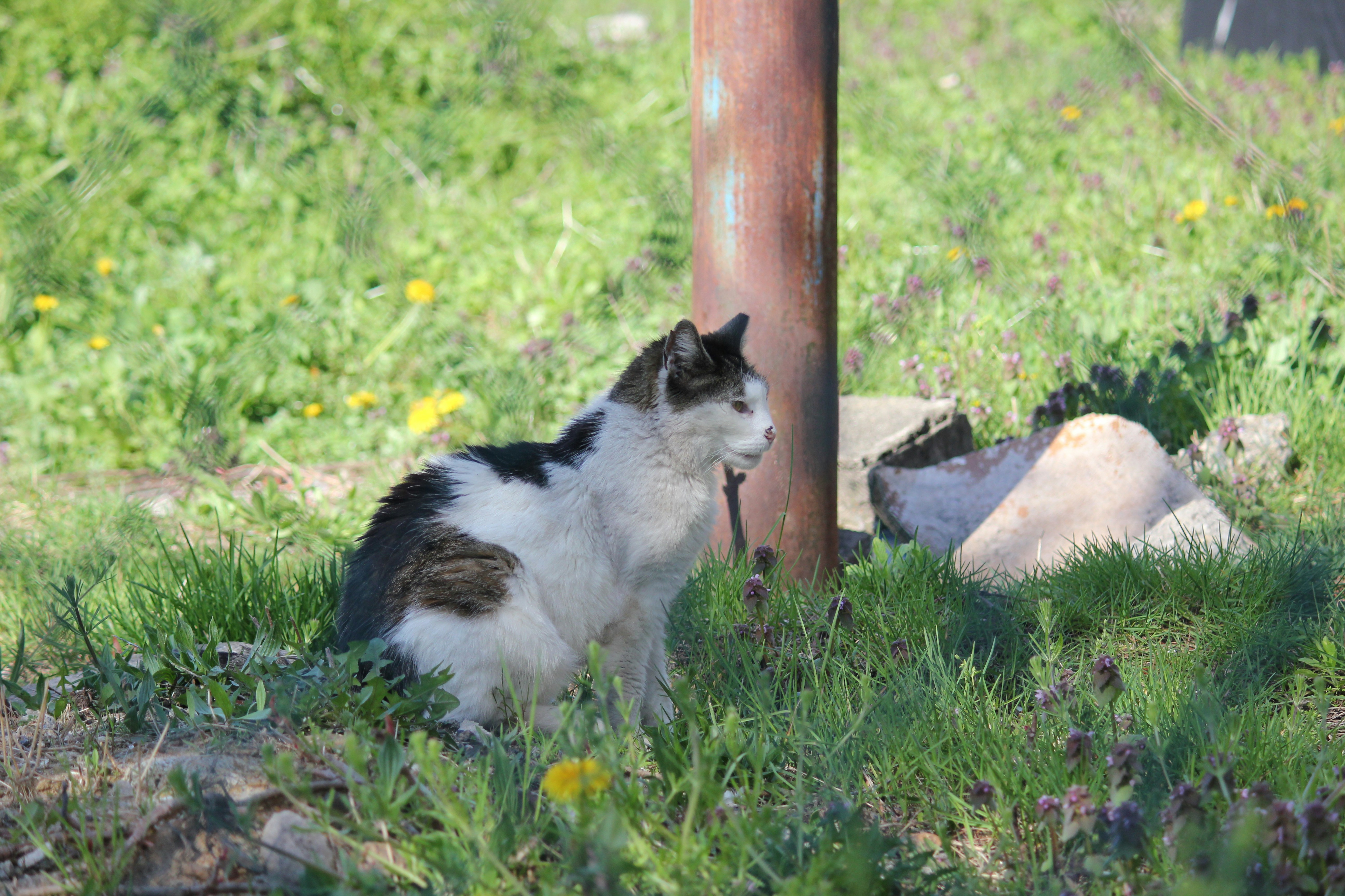 Photo by frolicsomefairy