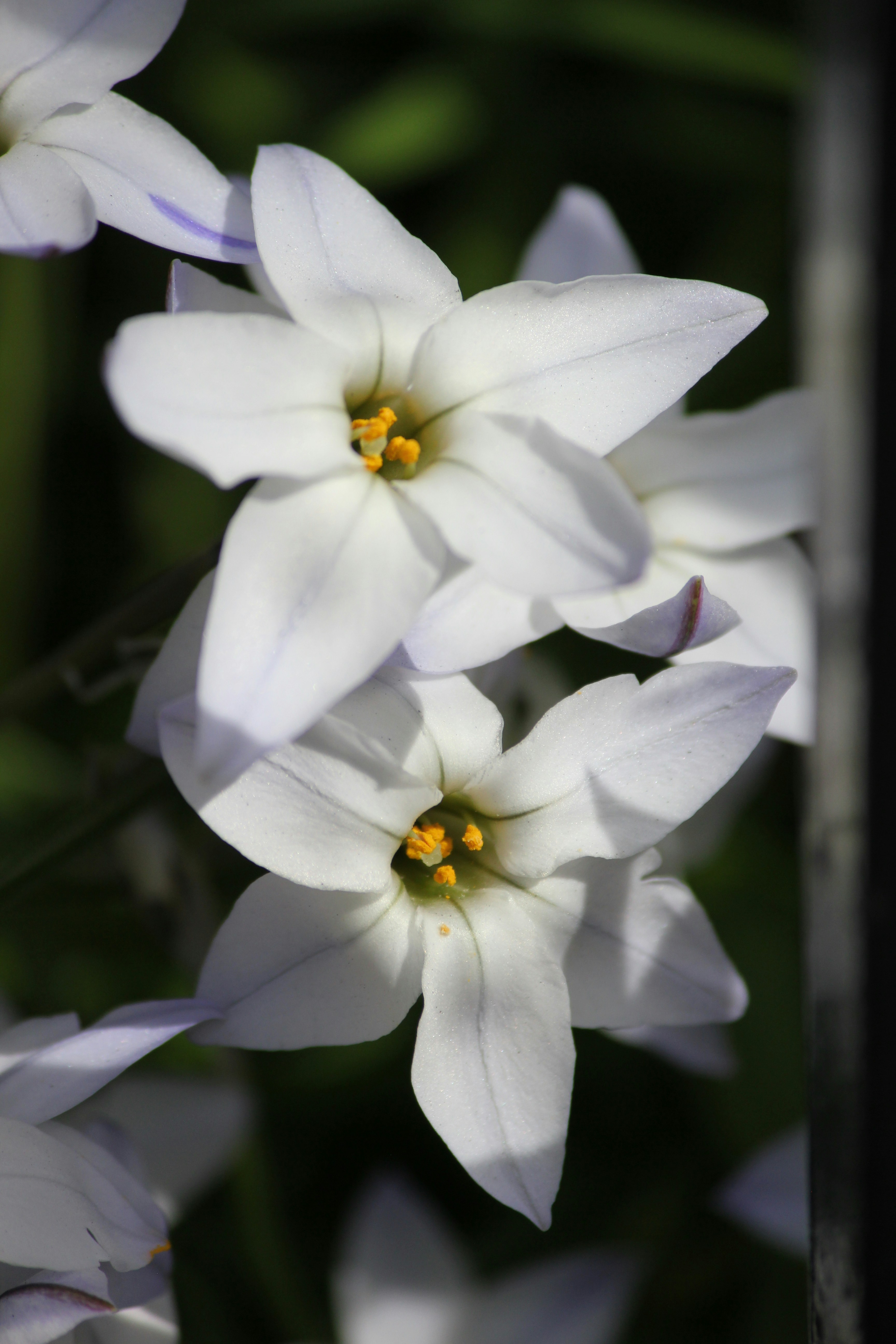 Photo by frolicsomefairy