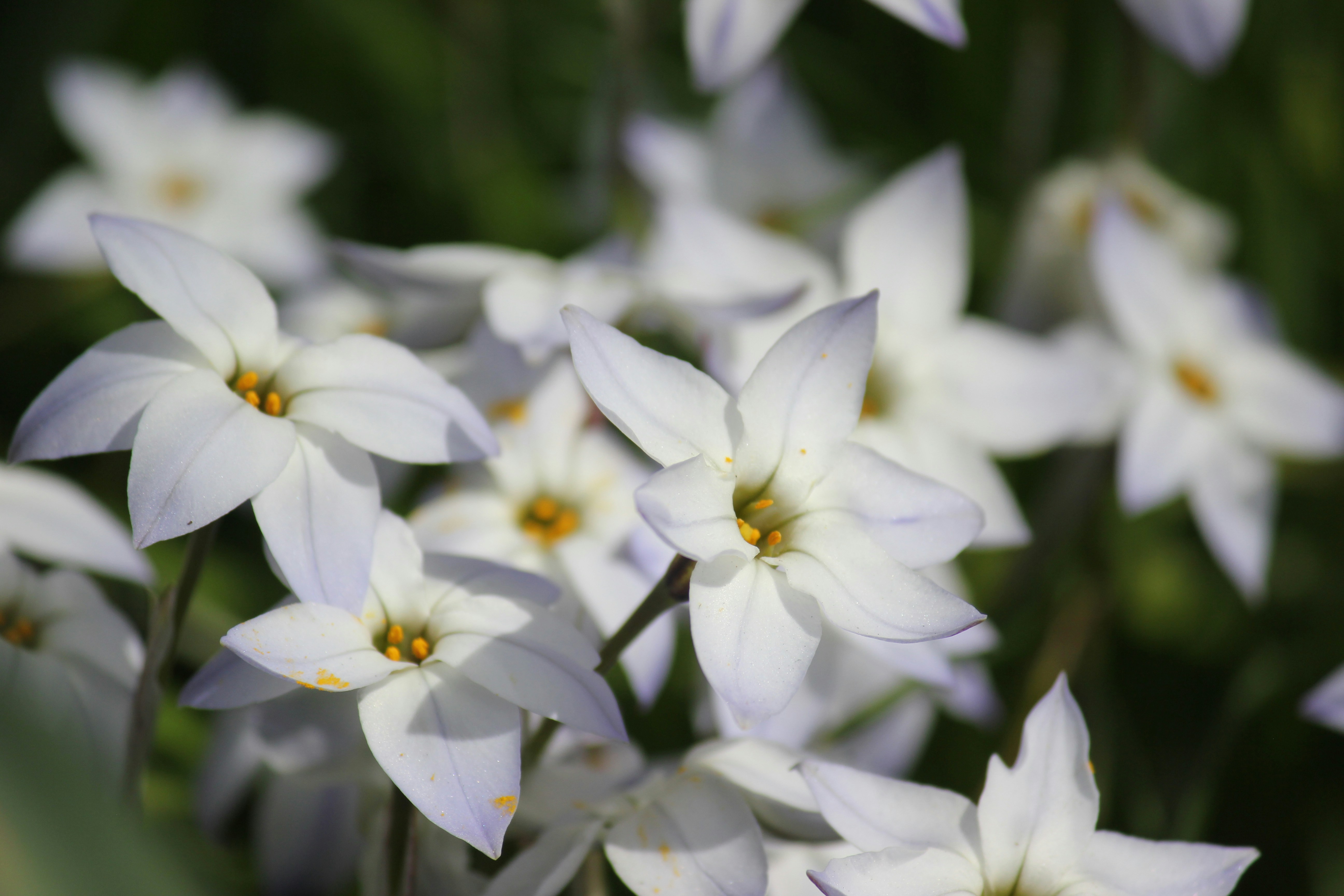 Photo by frolicsomefairy