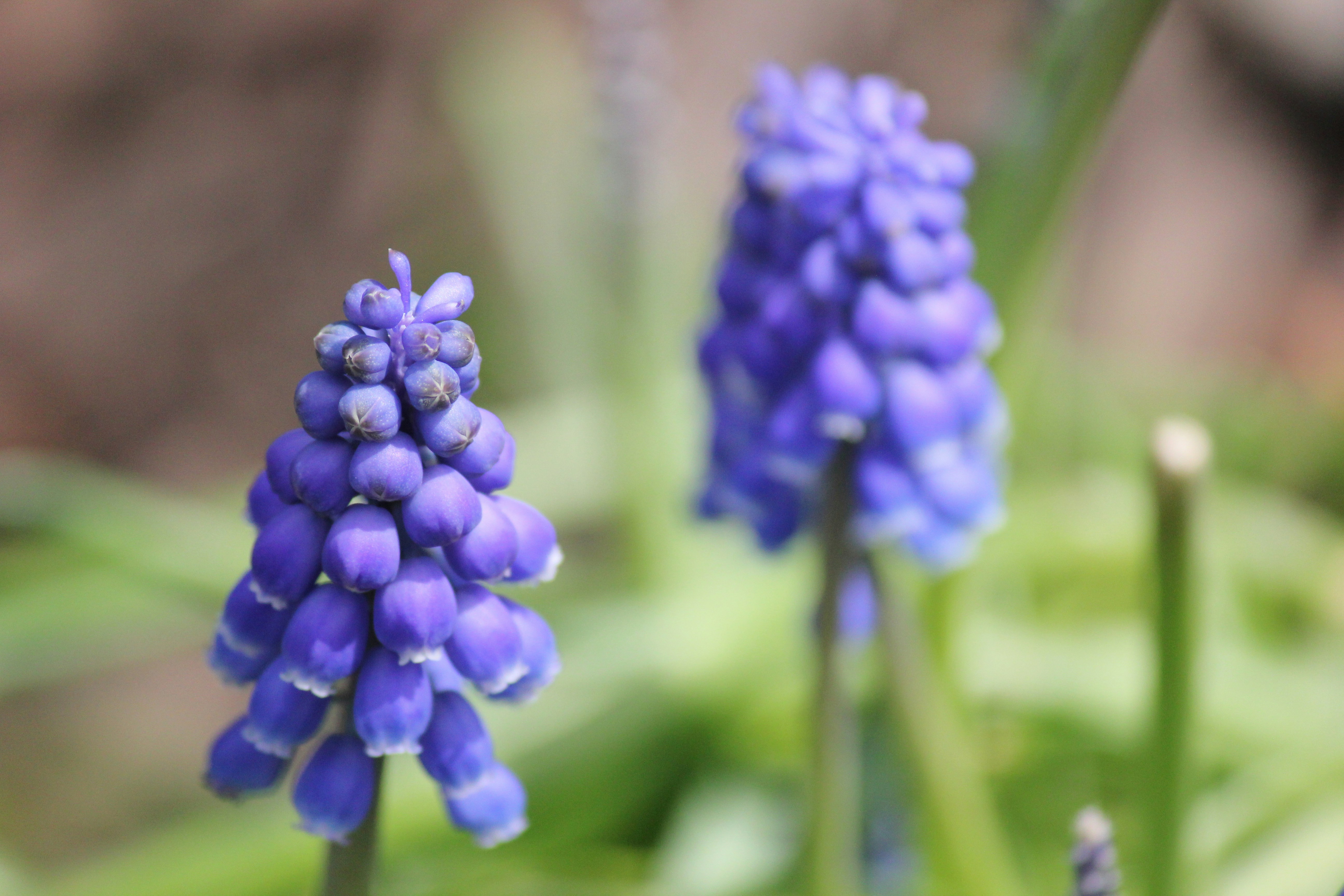 Photo by frolicsomefairy