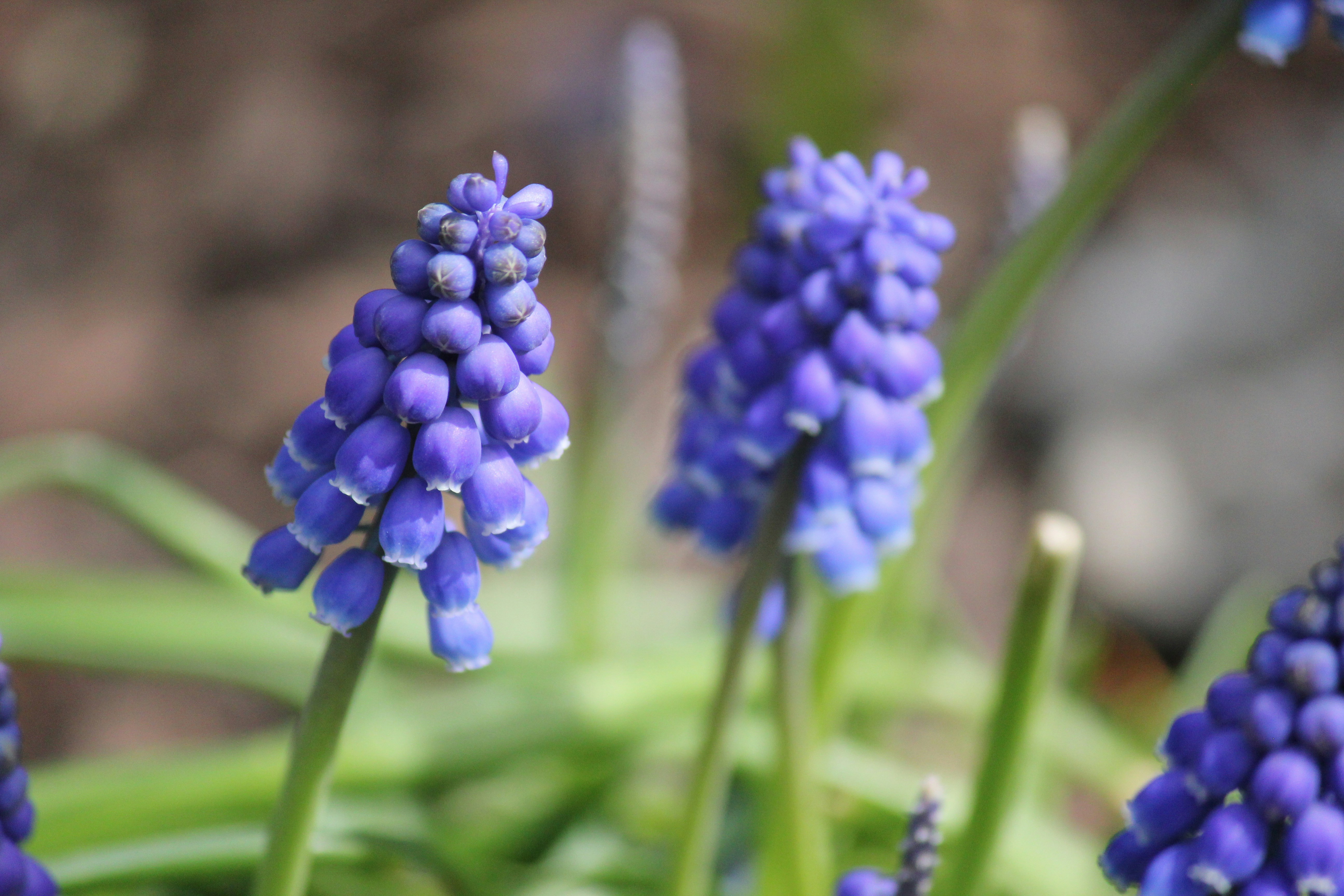 Photo by frolicsomefairy