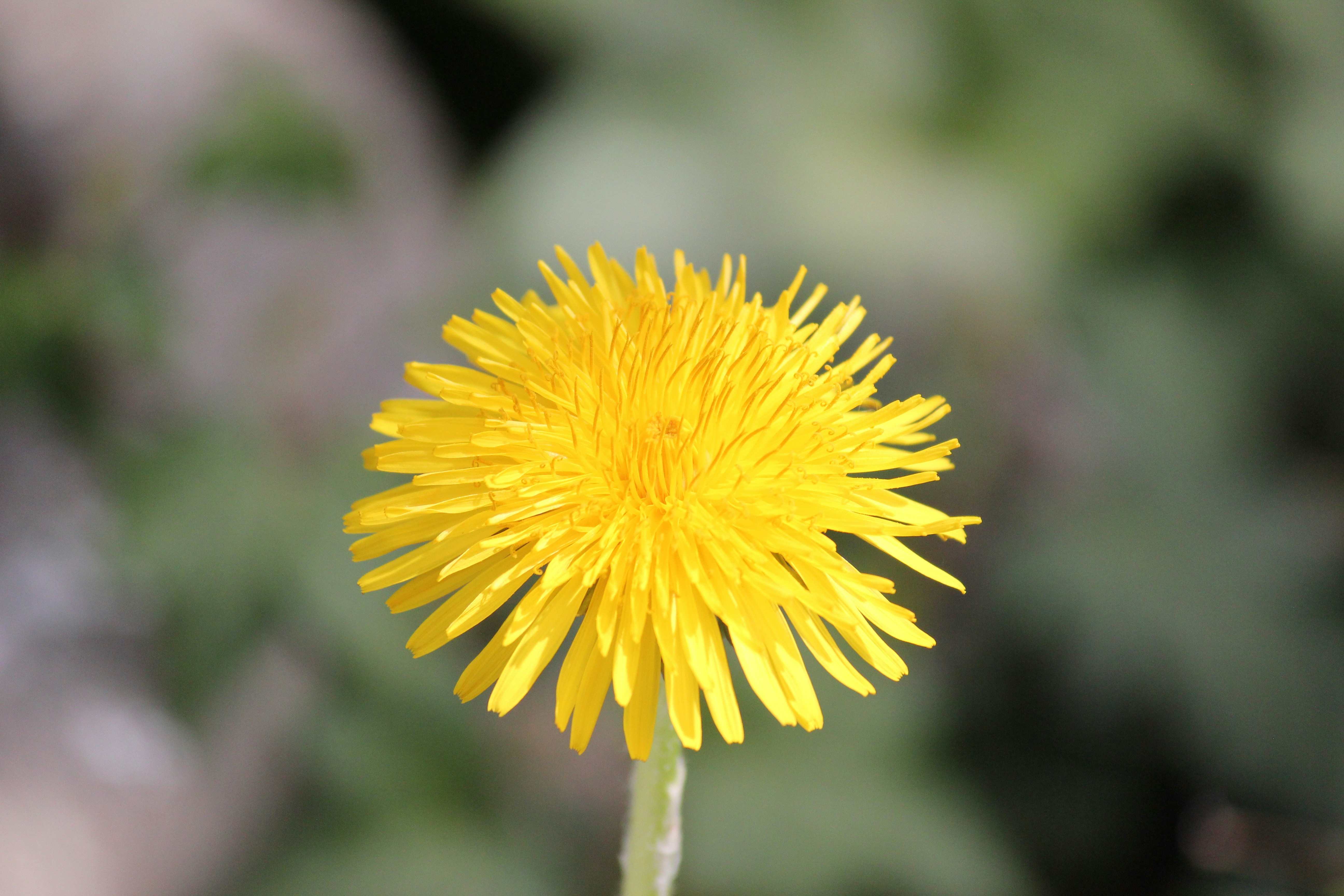 Photo by frolicsomefairy