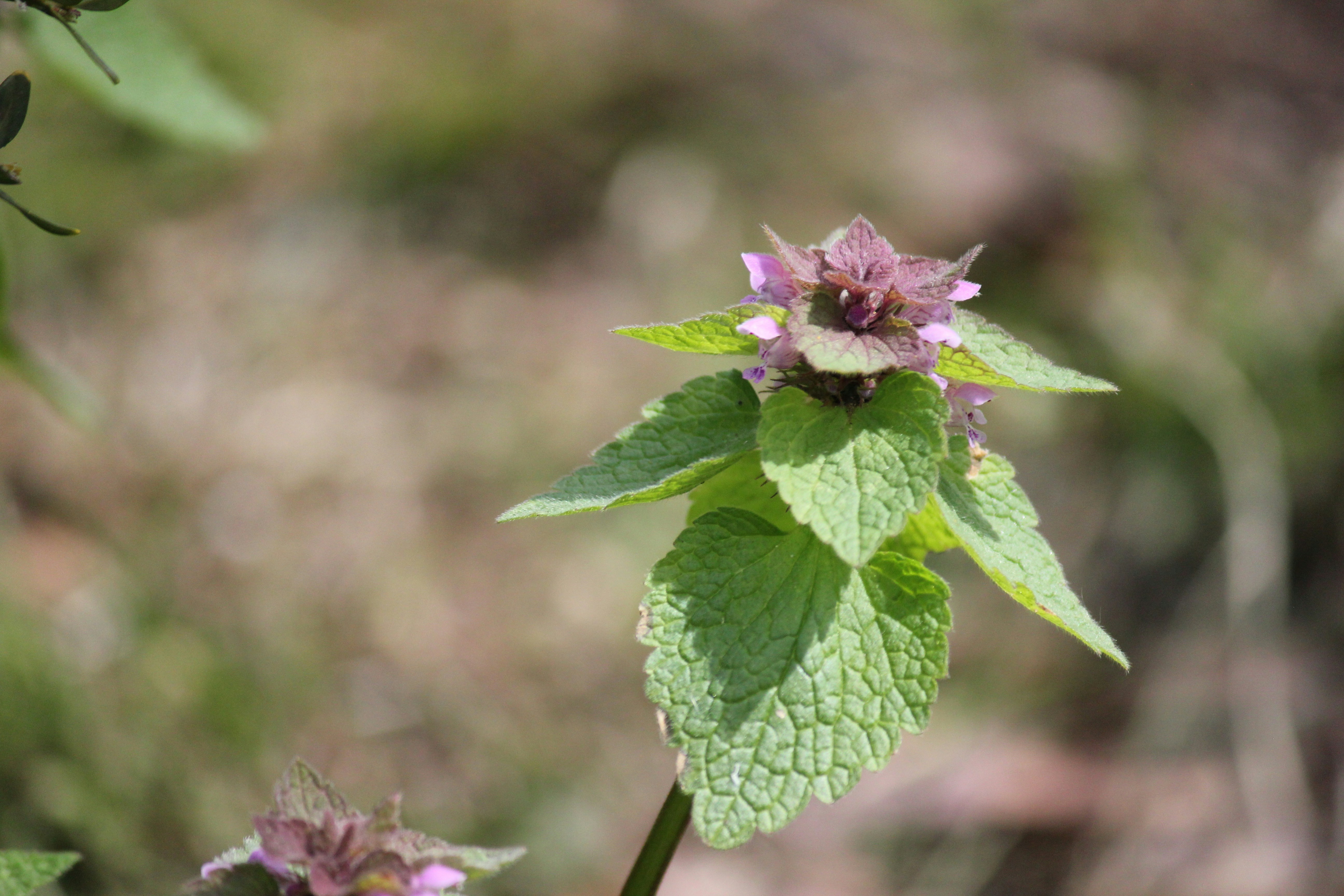 Photo by frolicsomefairy