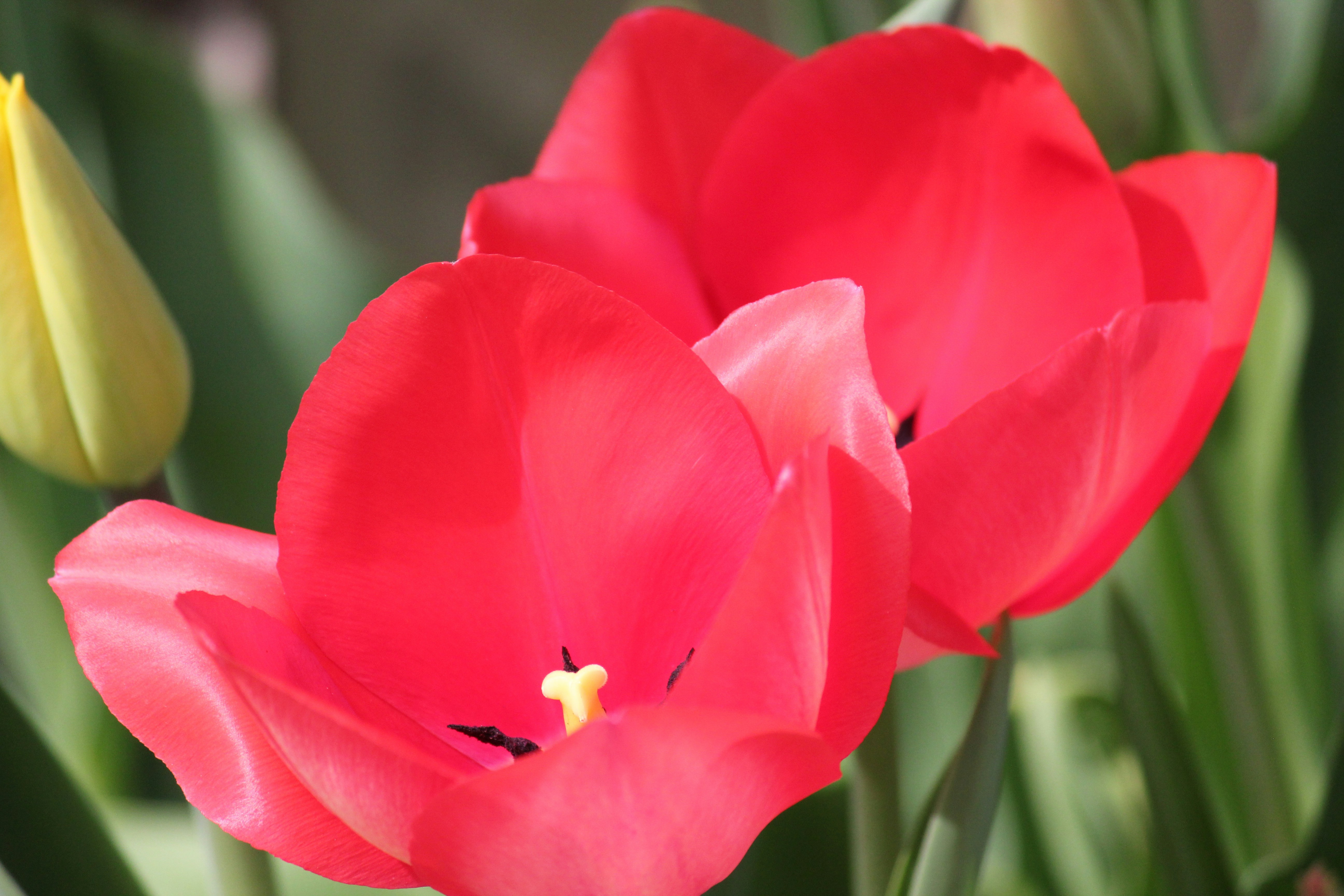 Photo by frolicsomefairy