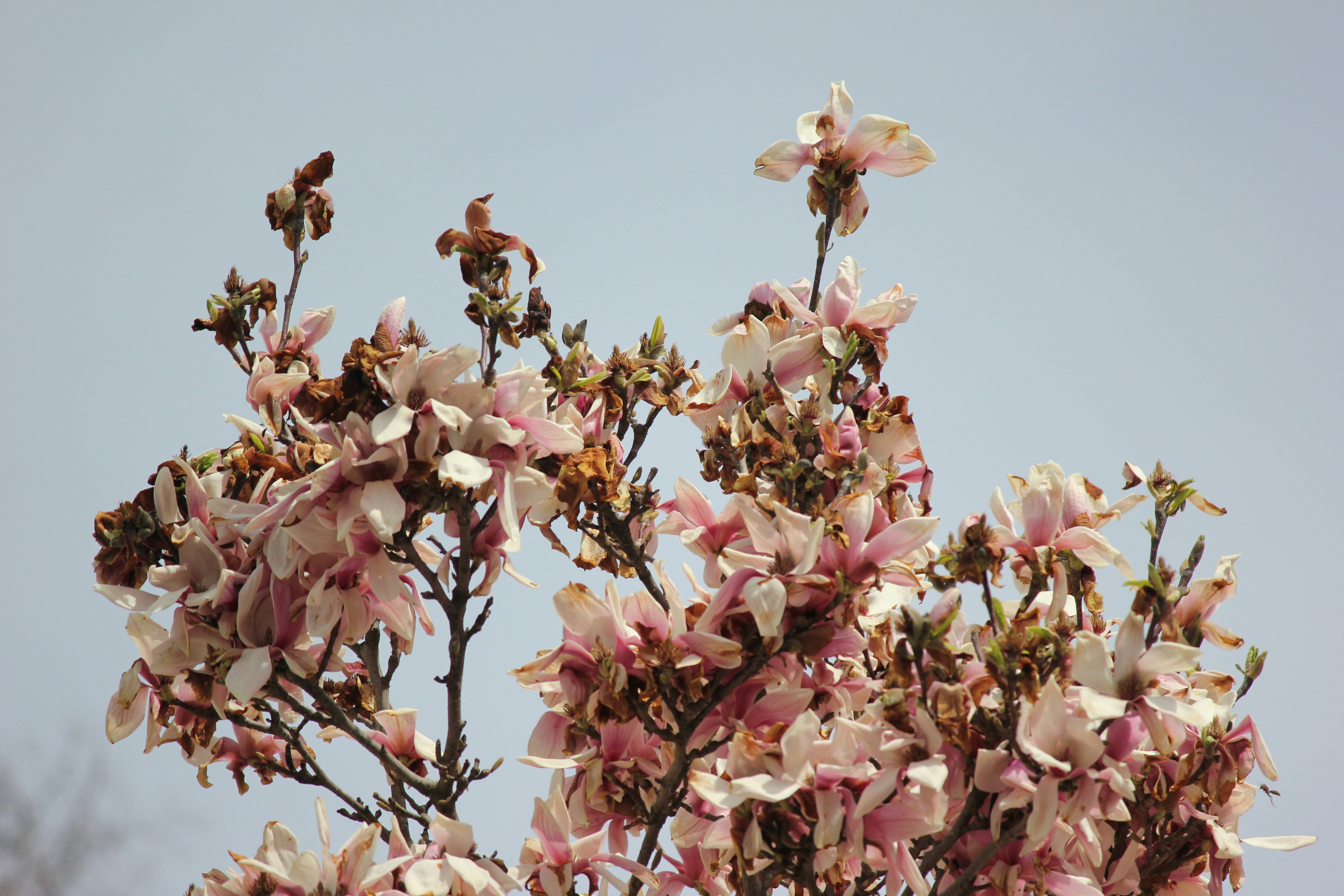 Photo by frolicsomefairy