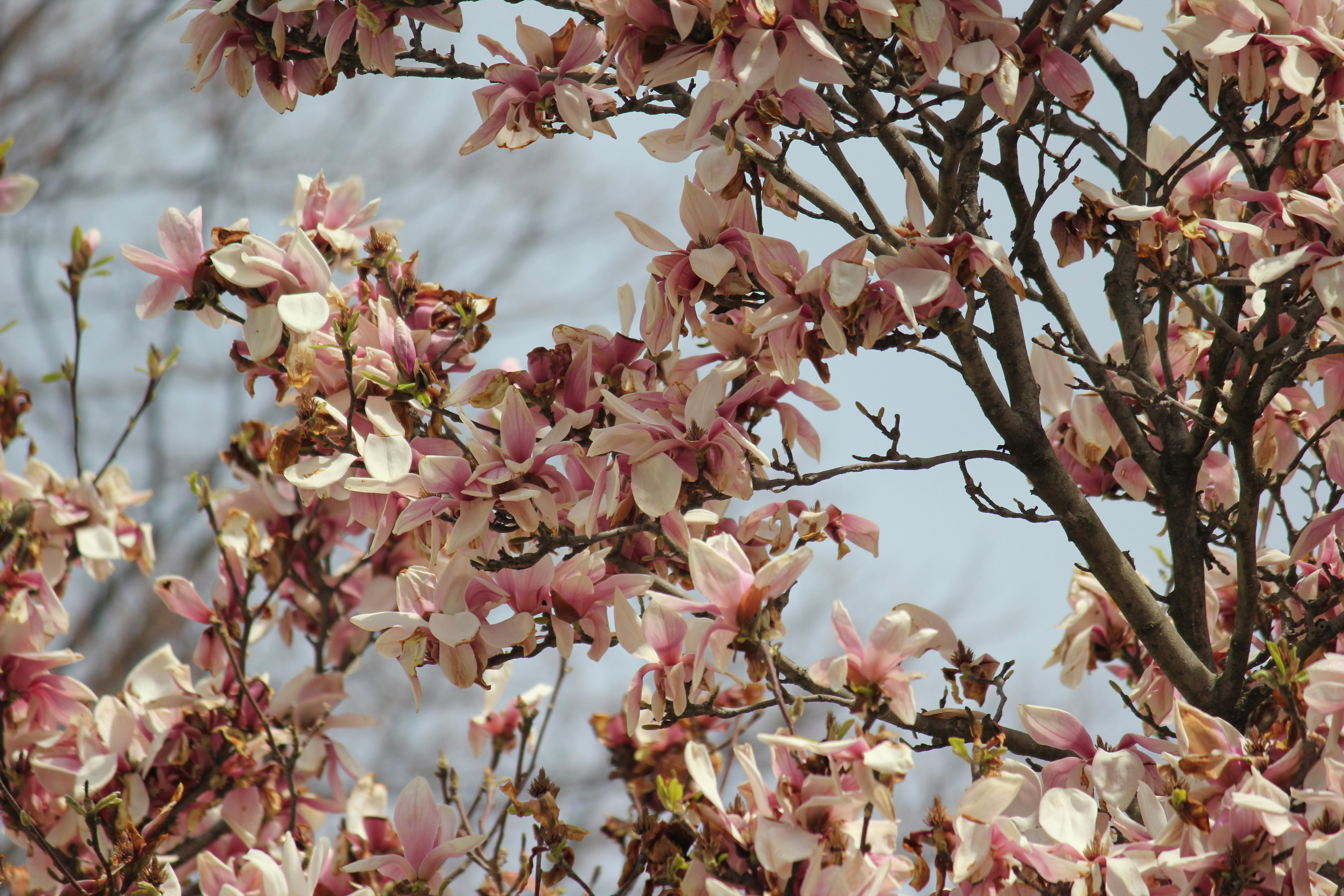 Photo by frolicsomefairy