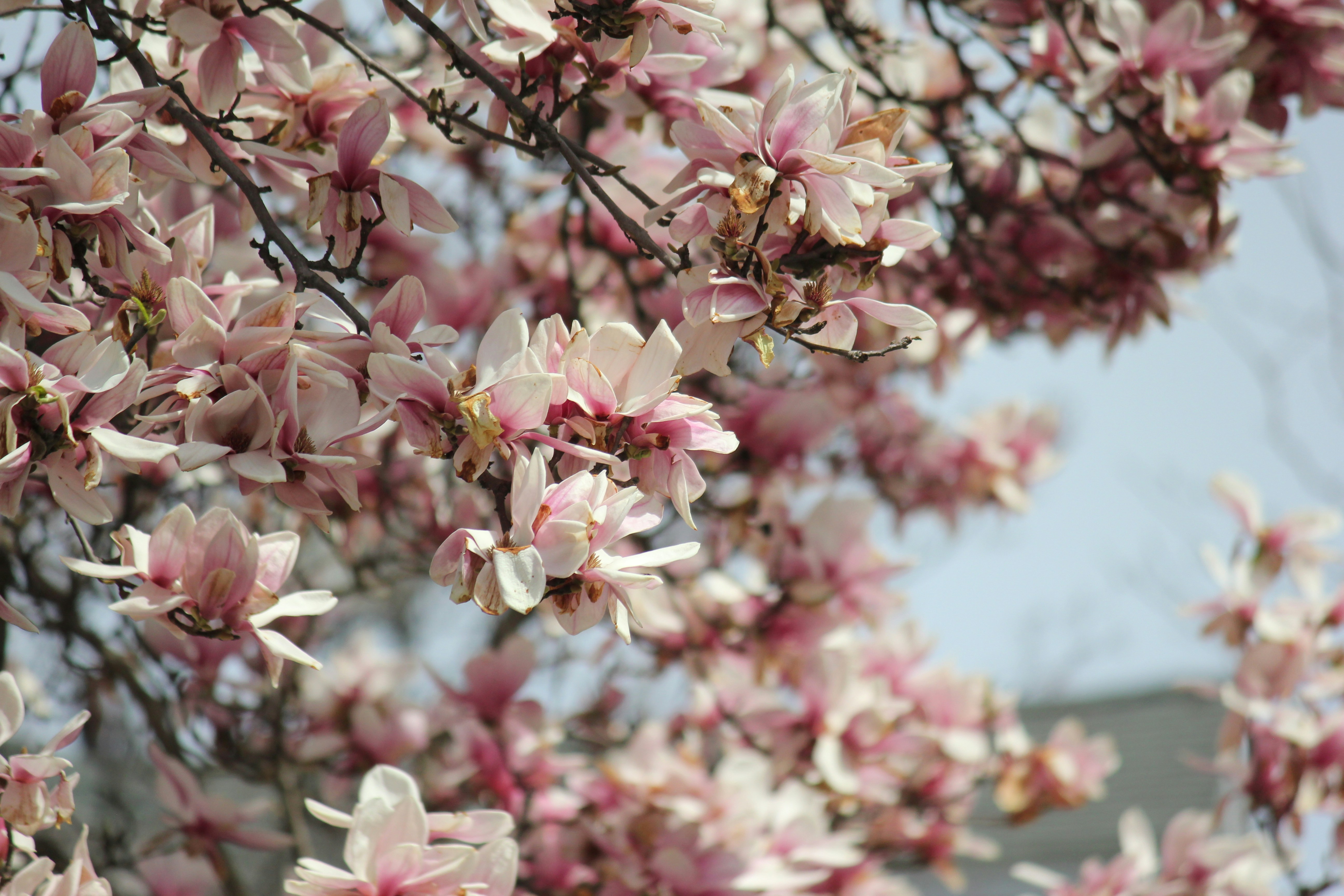 Photo by frolicsomefairy