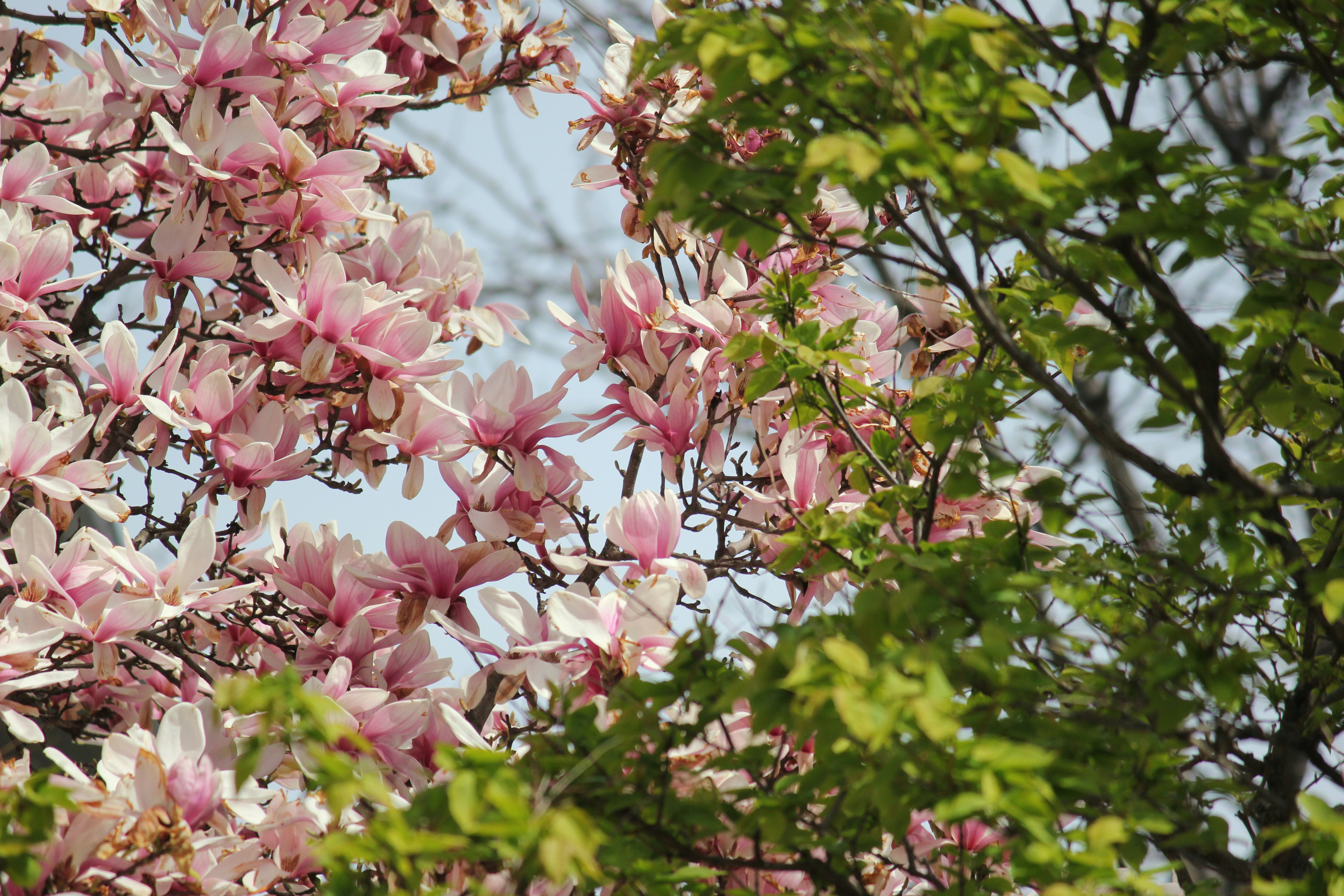 Photo by frolicsomefairy