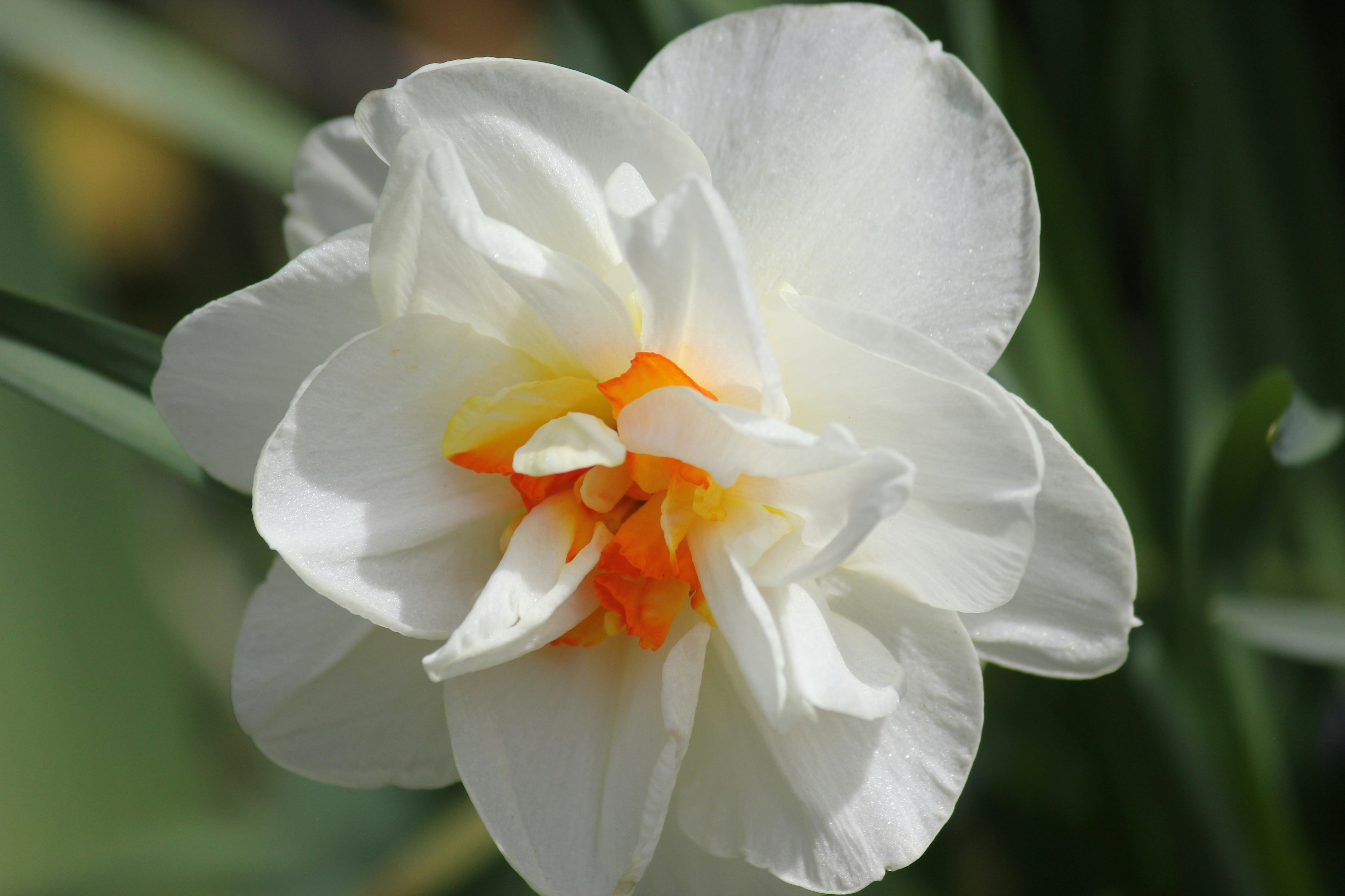 Photo by frolicsomefairy