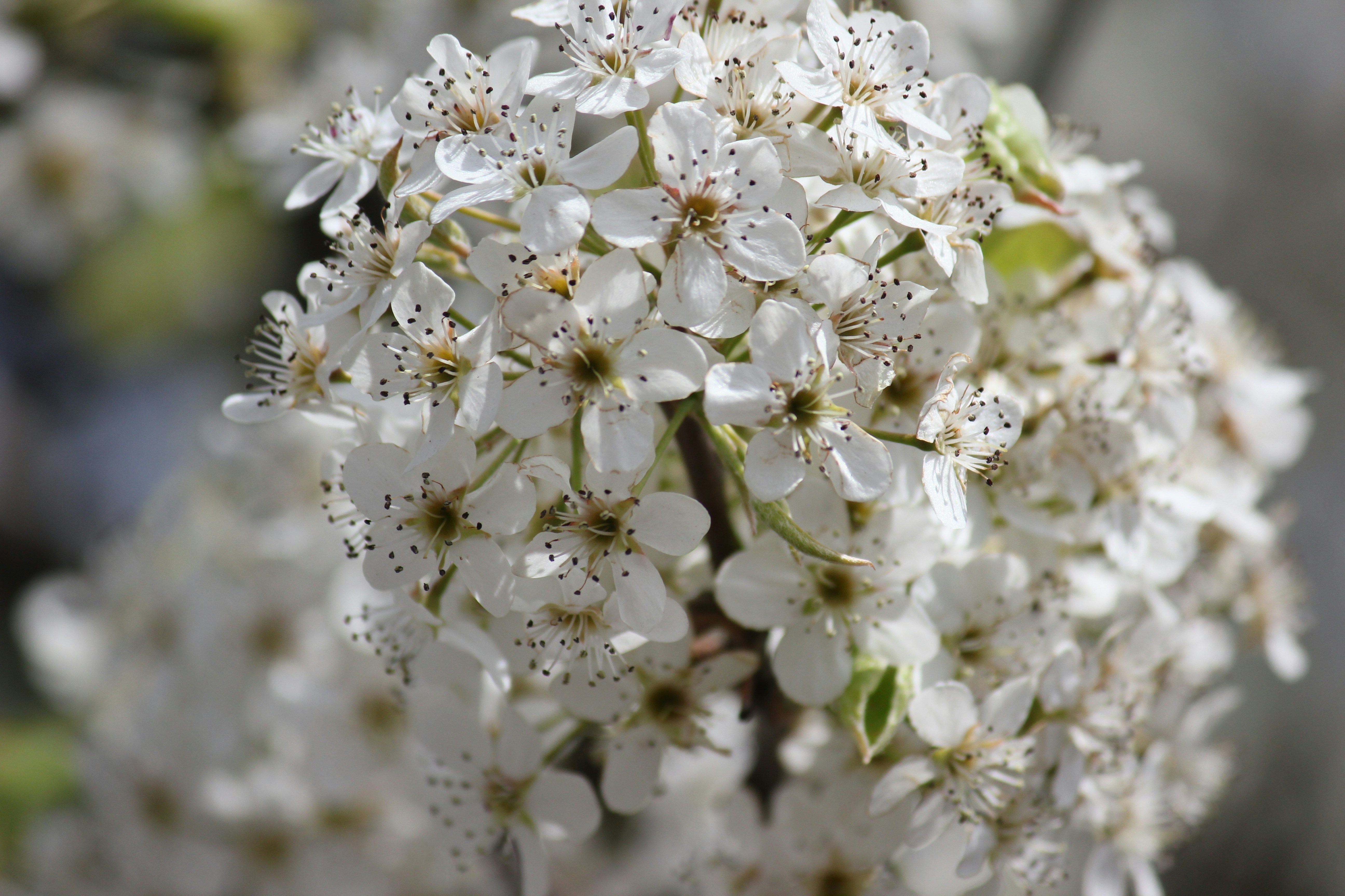 Photo by frolicsomefairy