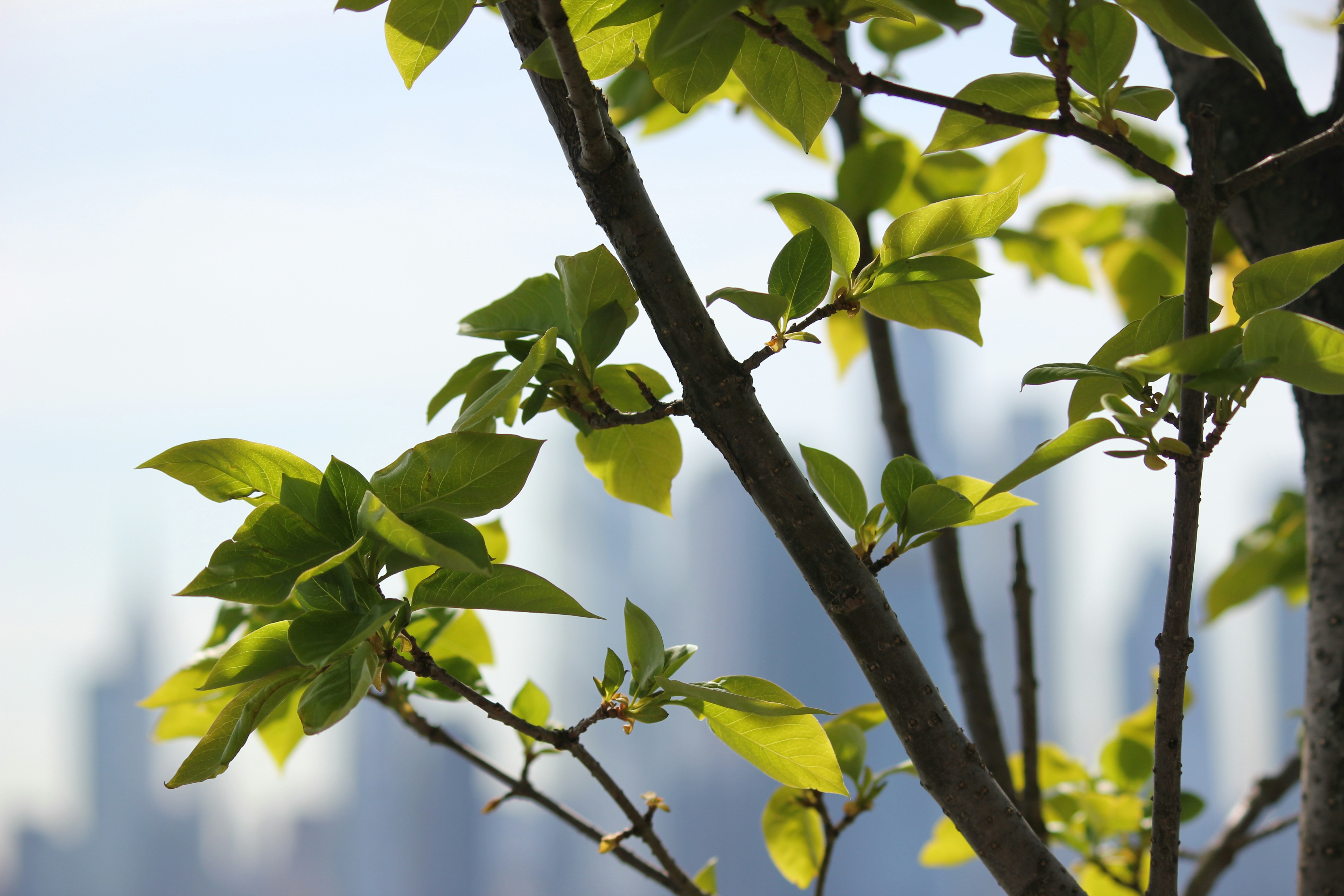 Photo by frolicsomefairy