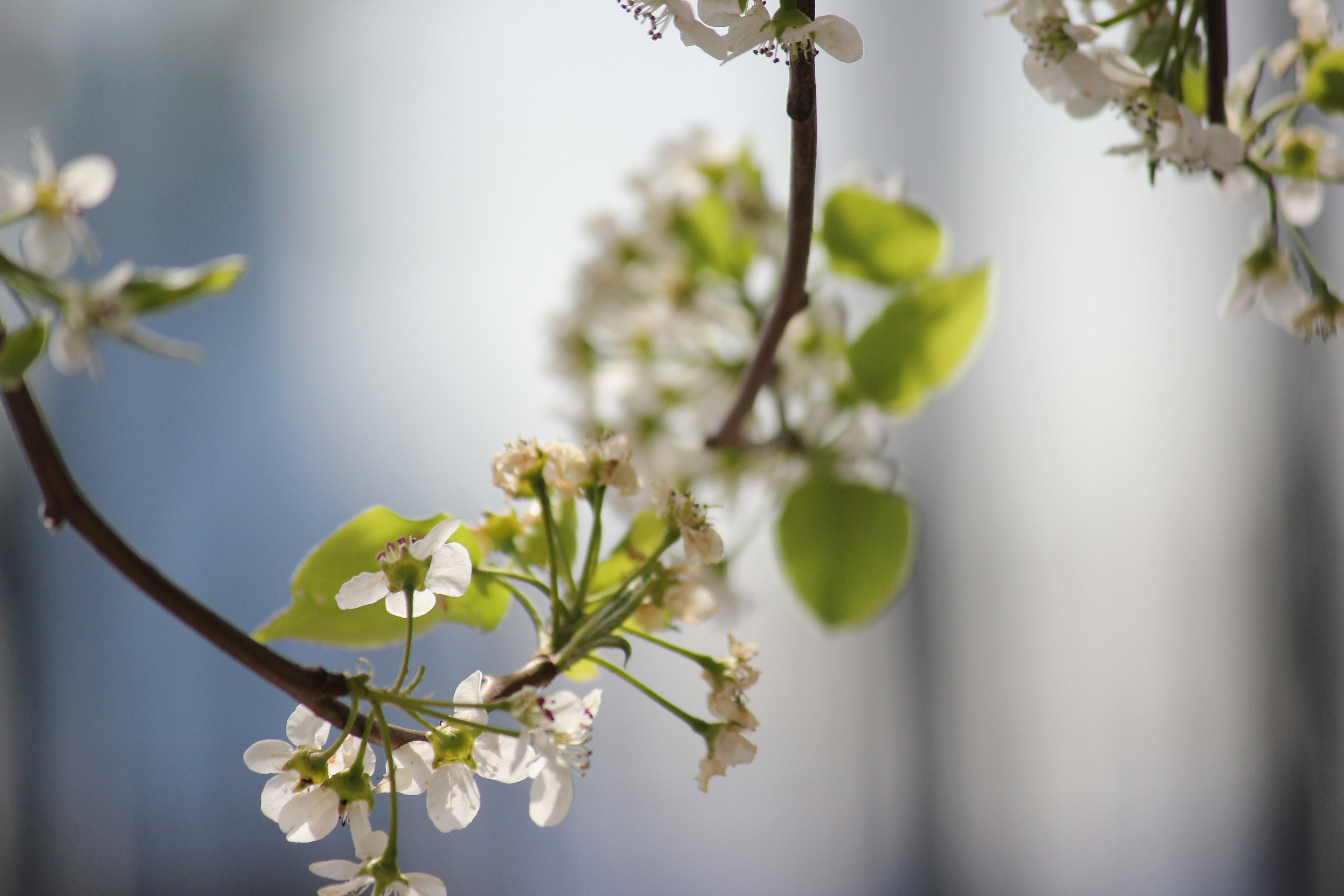 Photo by frolicsomefairy