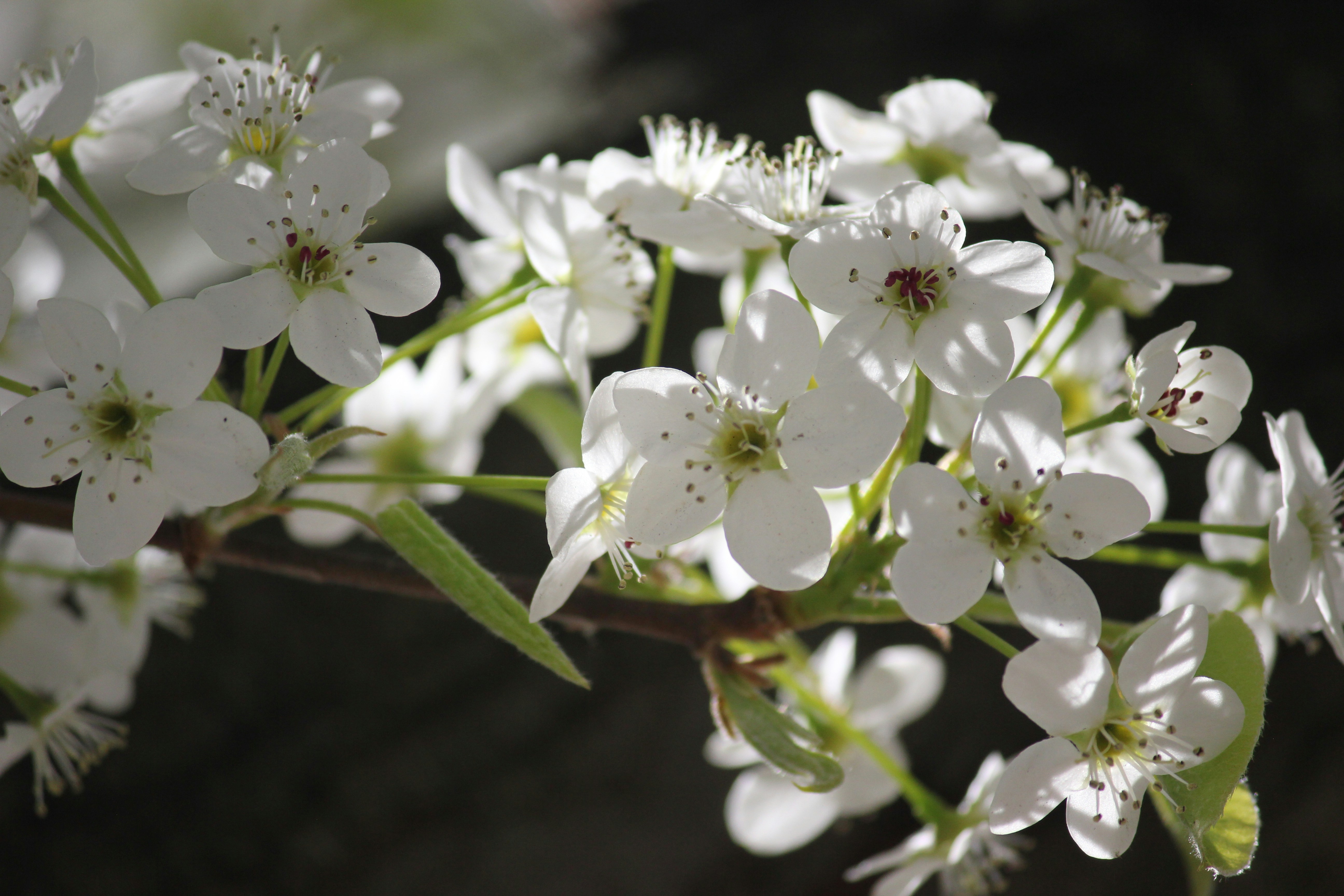 Photo by frolicsomefairy