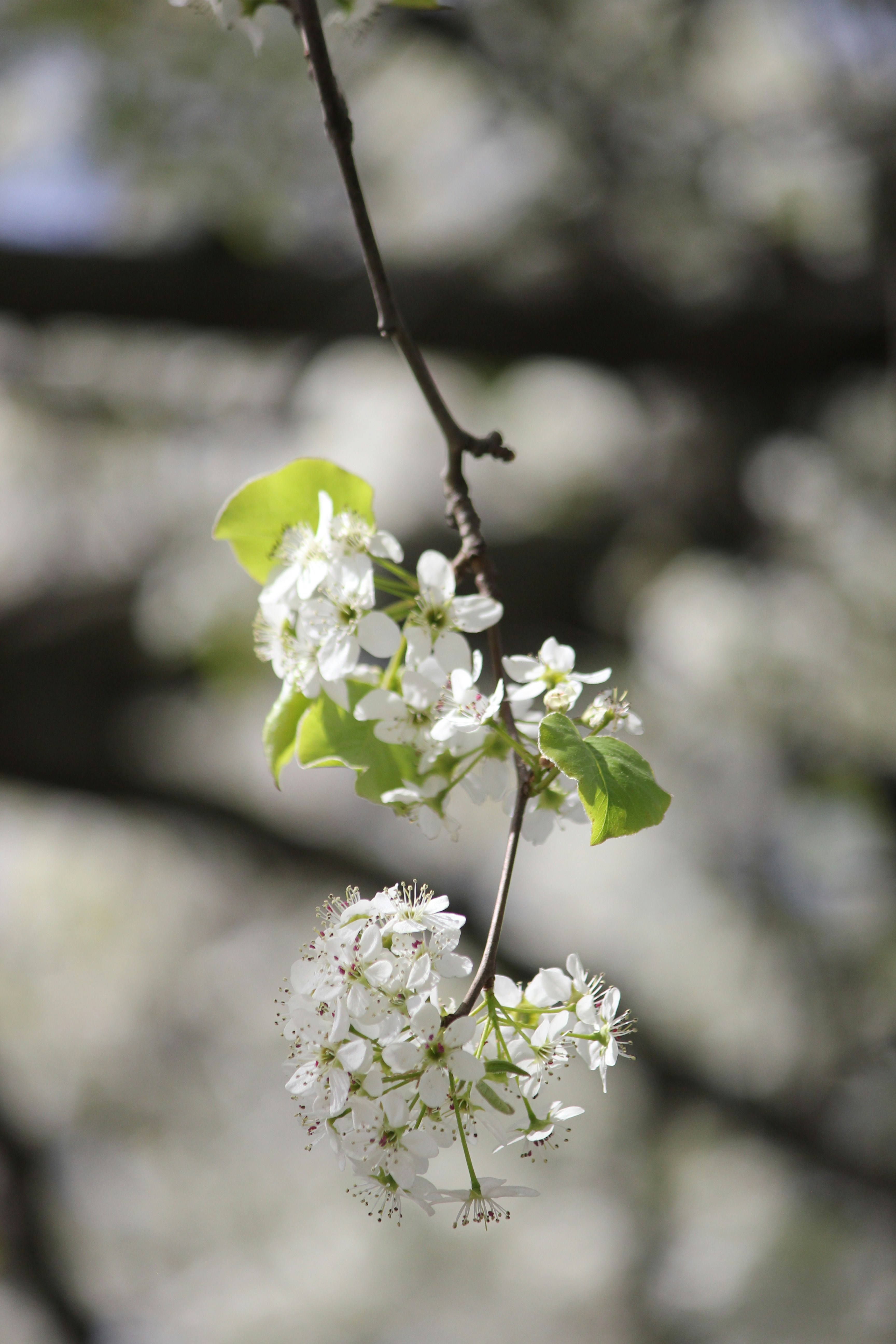 Photo by frolicsomefairy