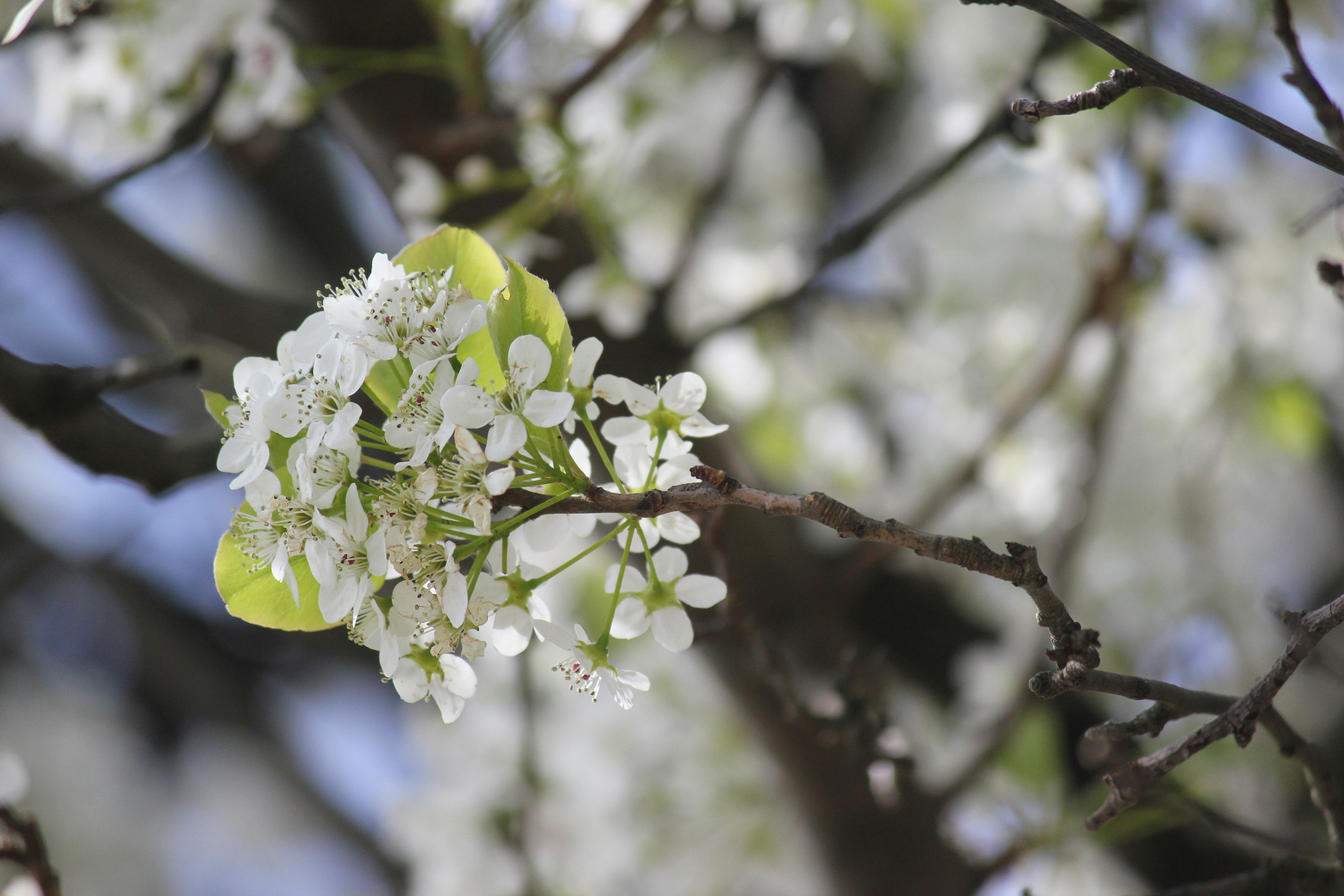 Photo by frolicsomefairy