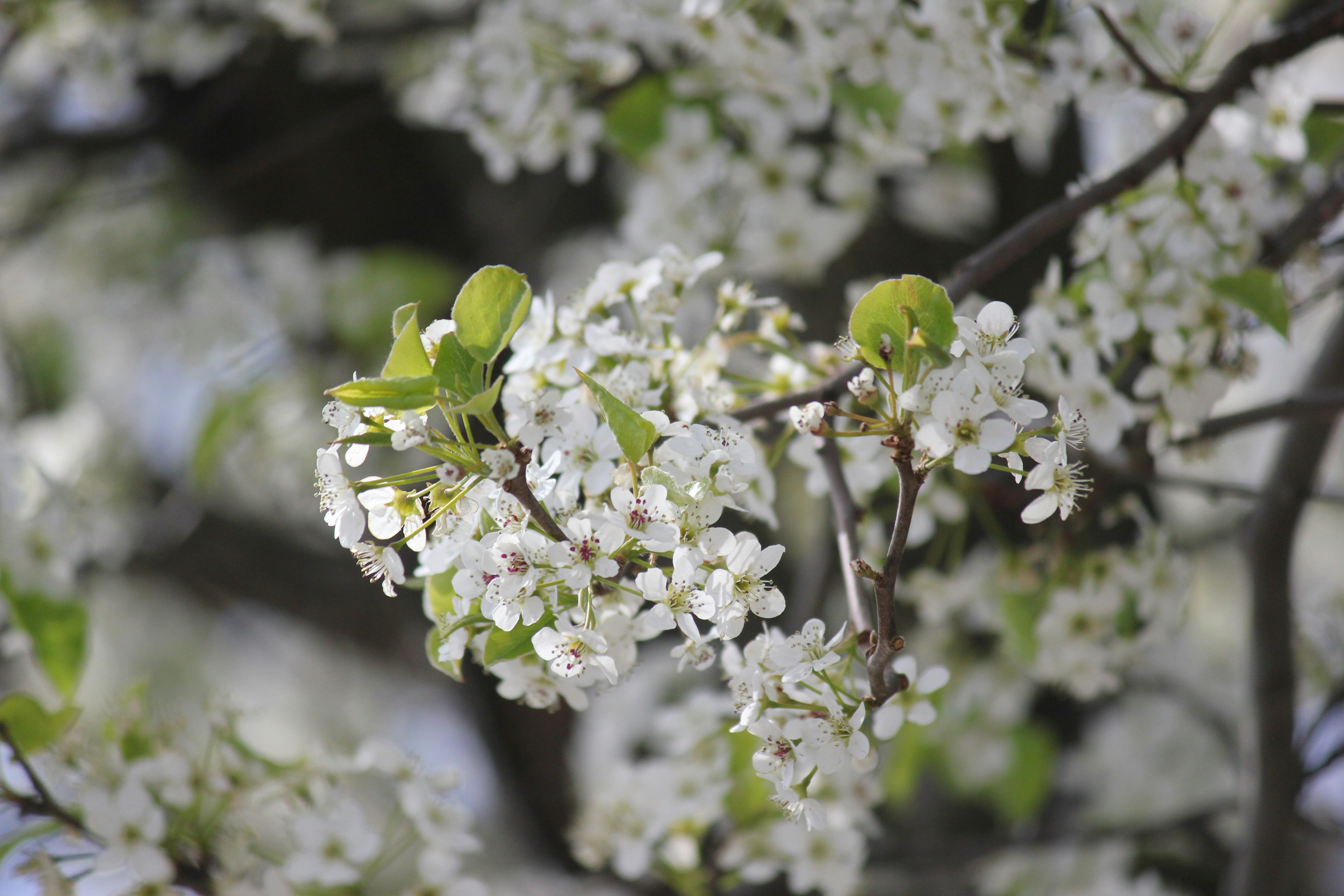 Photo by frolicsomefairy