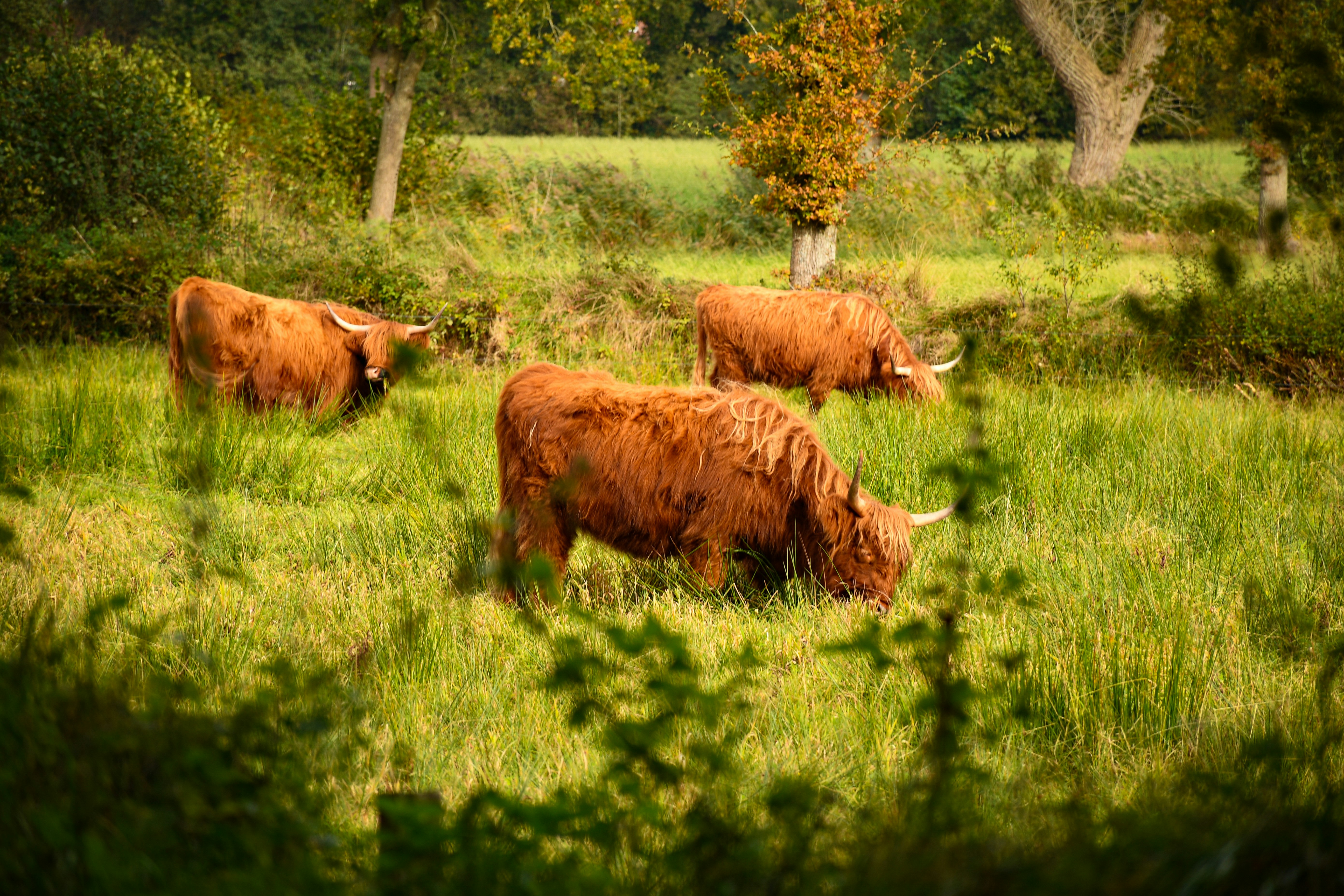 Photo by sredina_jeseni