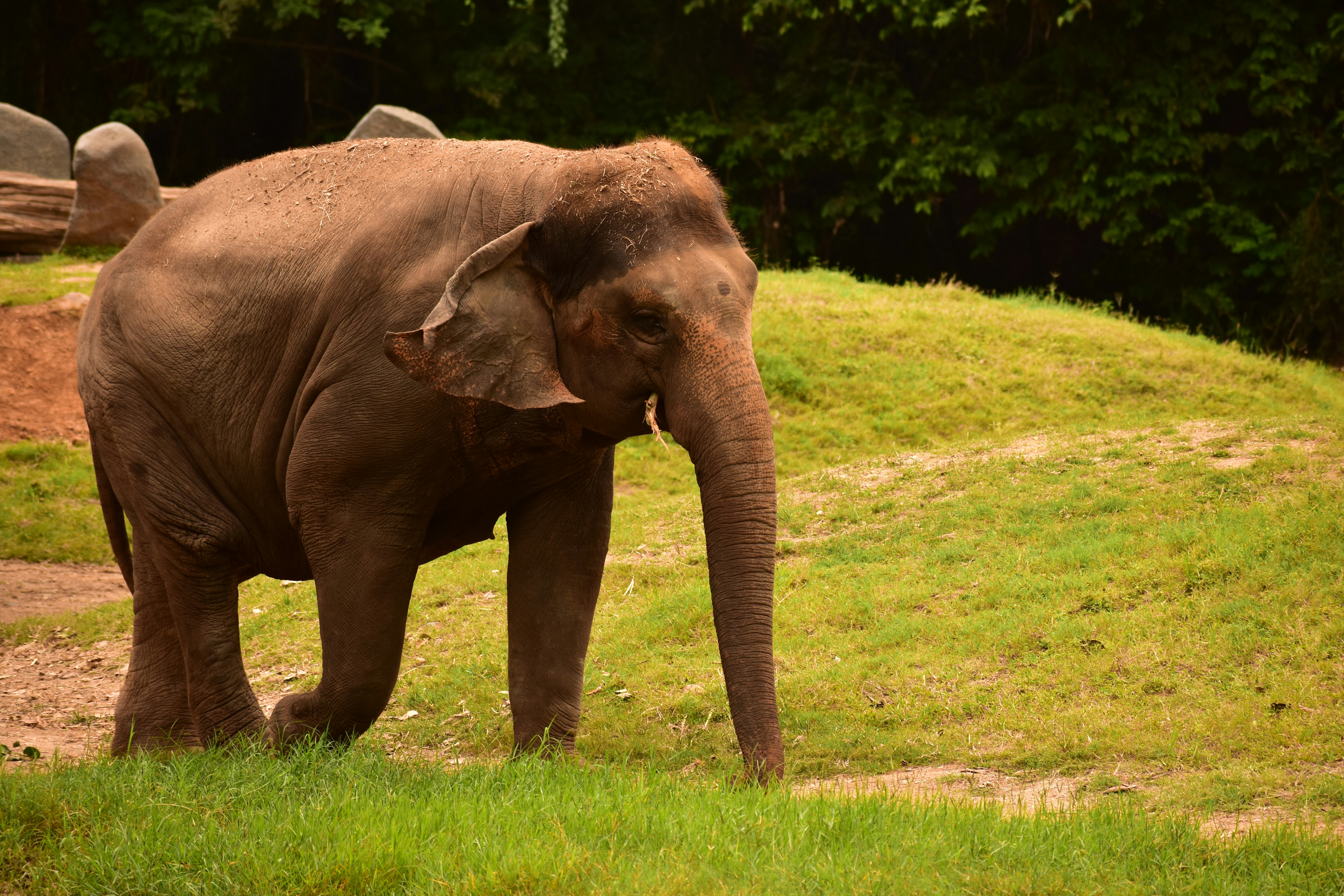 An elephant standing on top of a lush green field