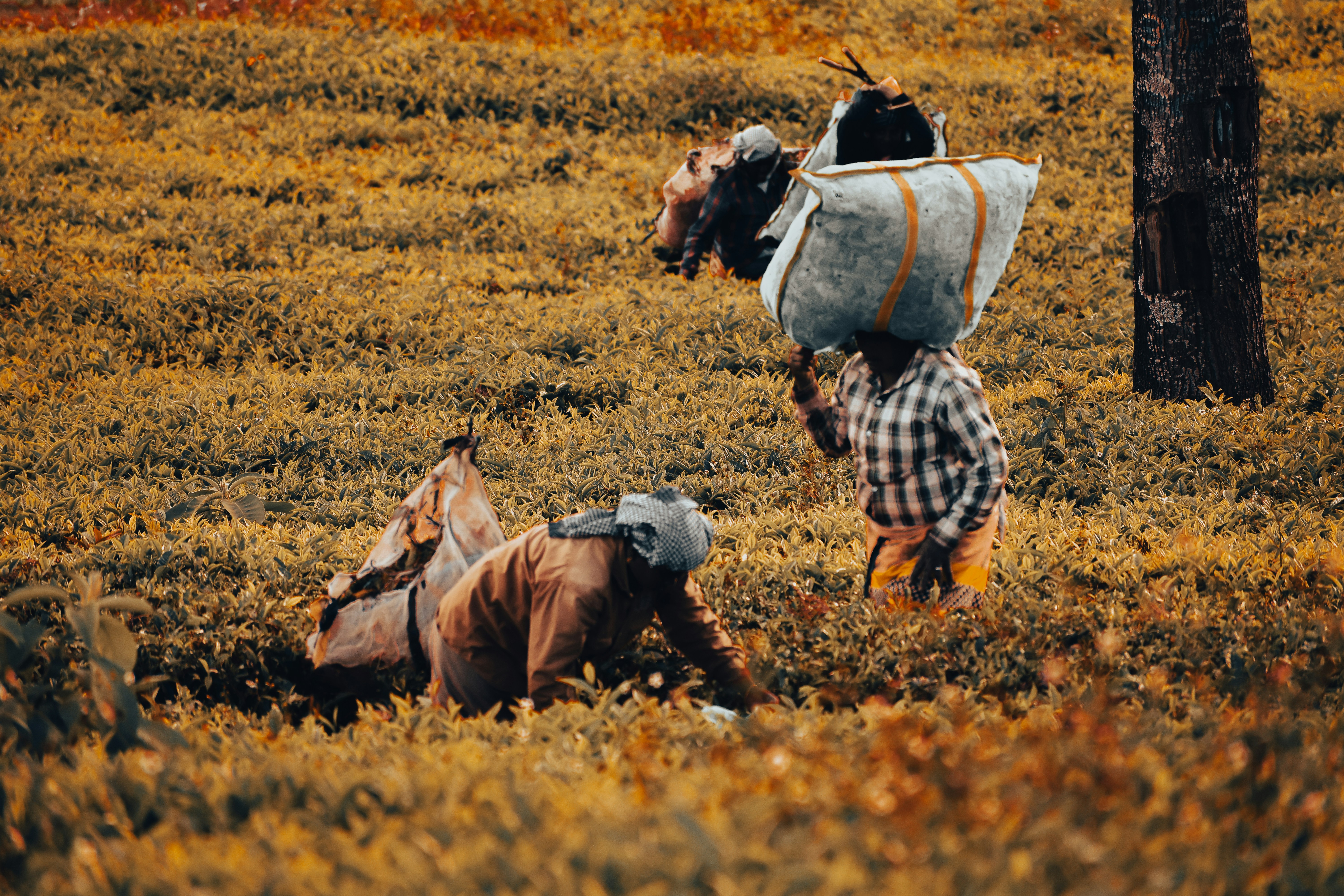 A couple of people that are in the grass